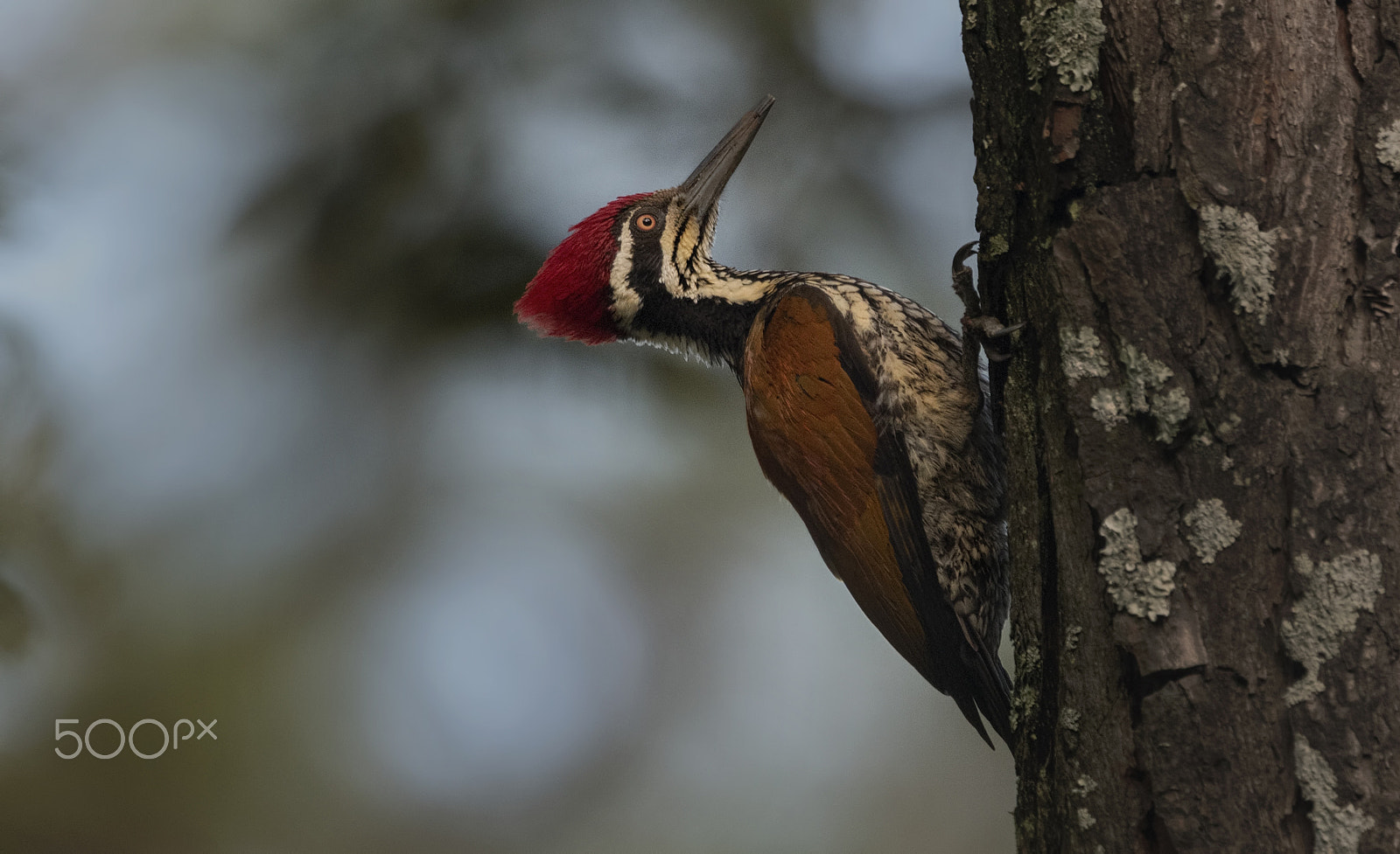 Nikon AF-S Nikkor 500mm F4G ED VR sample photo. Greater flameback woodpecker photography