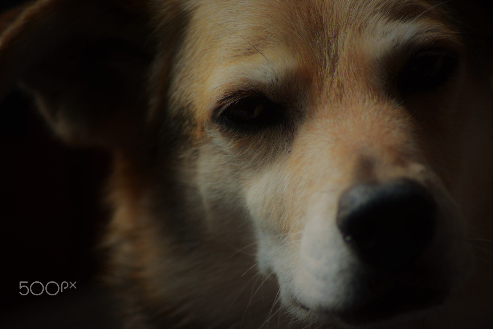 Nikon AF Nikkor 70-300mm F4-5.6G sample photo. Buffy photography