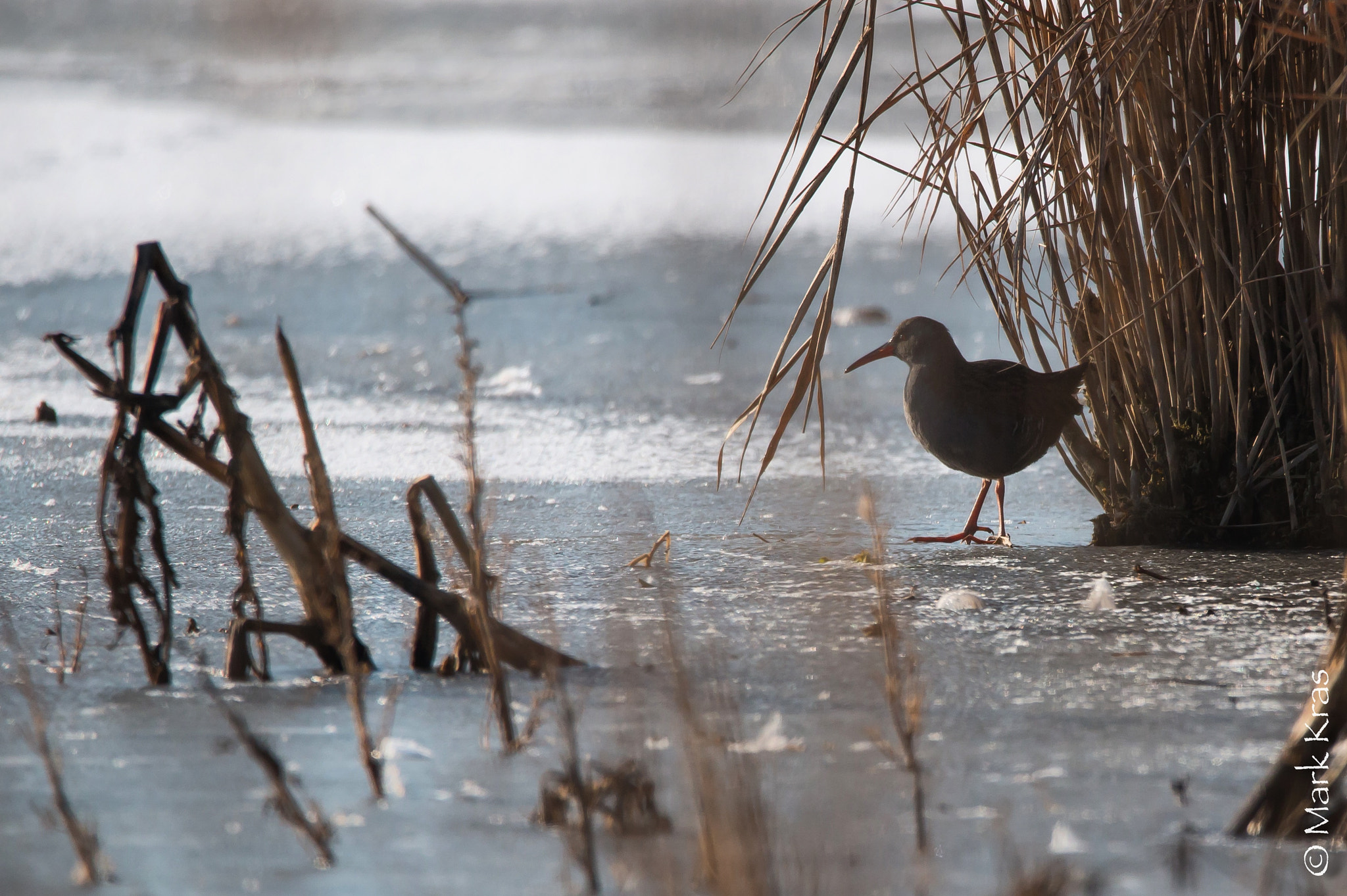 Canon EOS 70D sample photo. Water rail finally shows himself photography