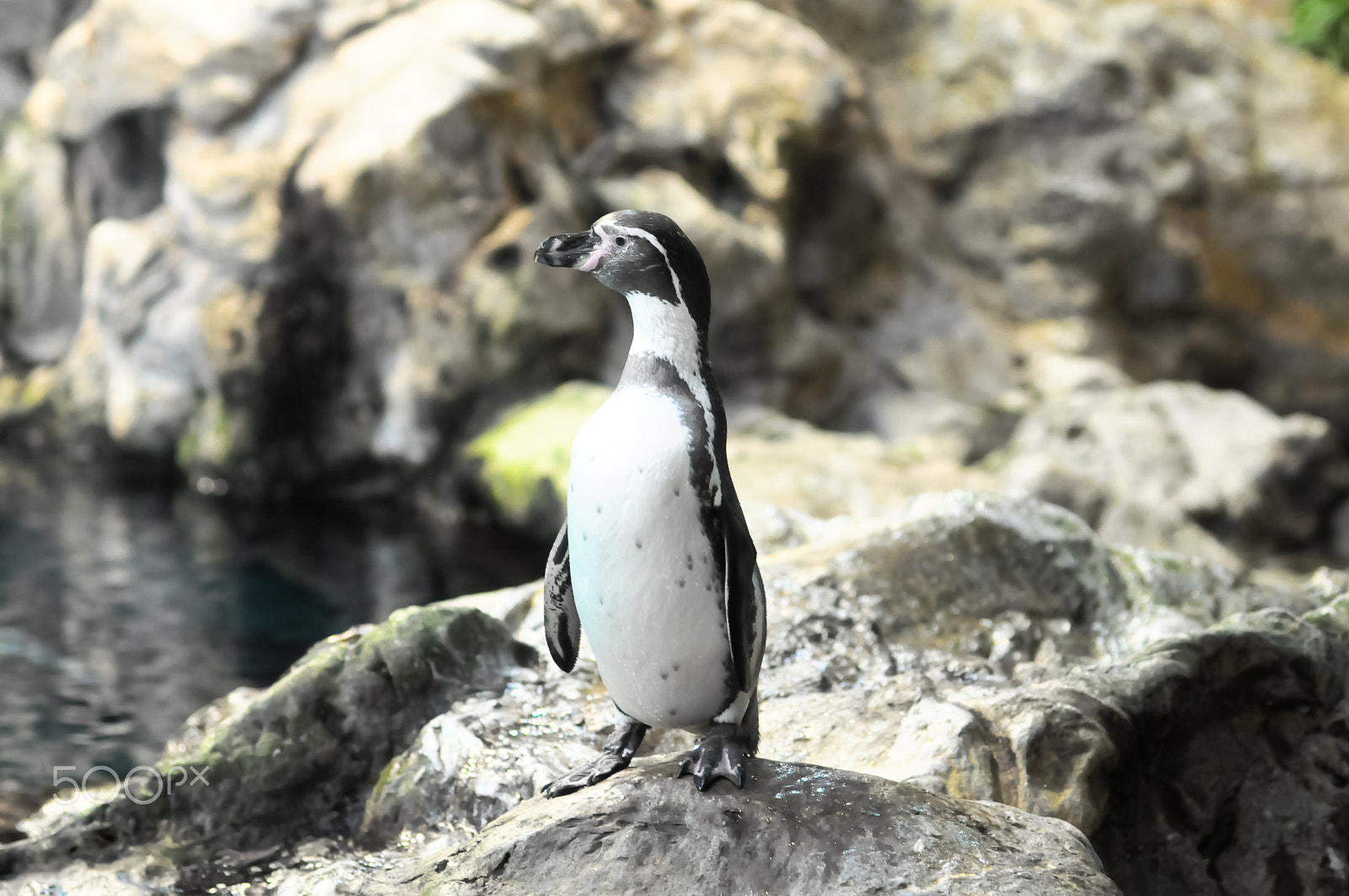 Nikon D300 + Nikon AF Nikkor 85mm F1.8D sample photo. Black and white penguin photography