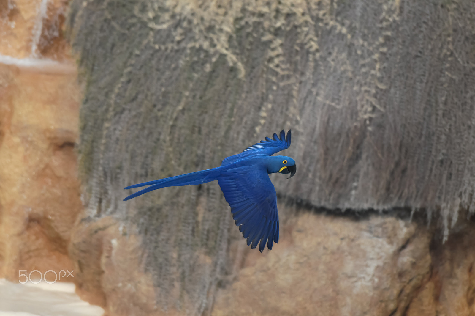 Sigma APO Tele Macro 300mm F4 sample photo. Blue colored tropical parrot photography