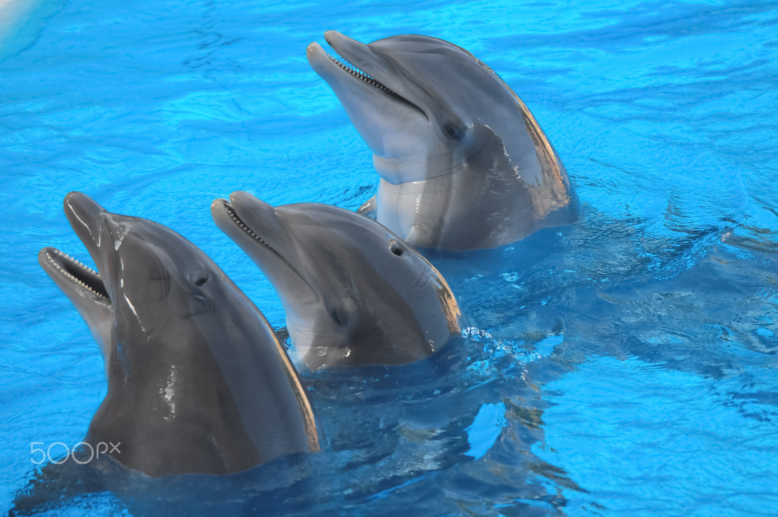 Nikon D300 sample photo. Funny dolphins photography