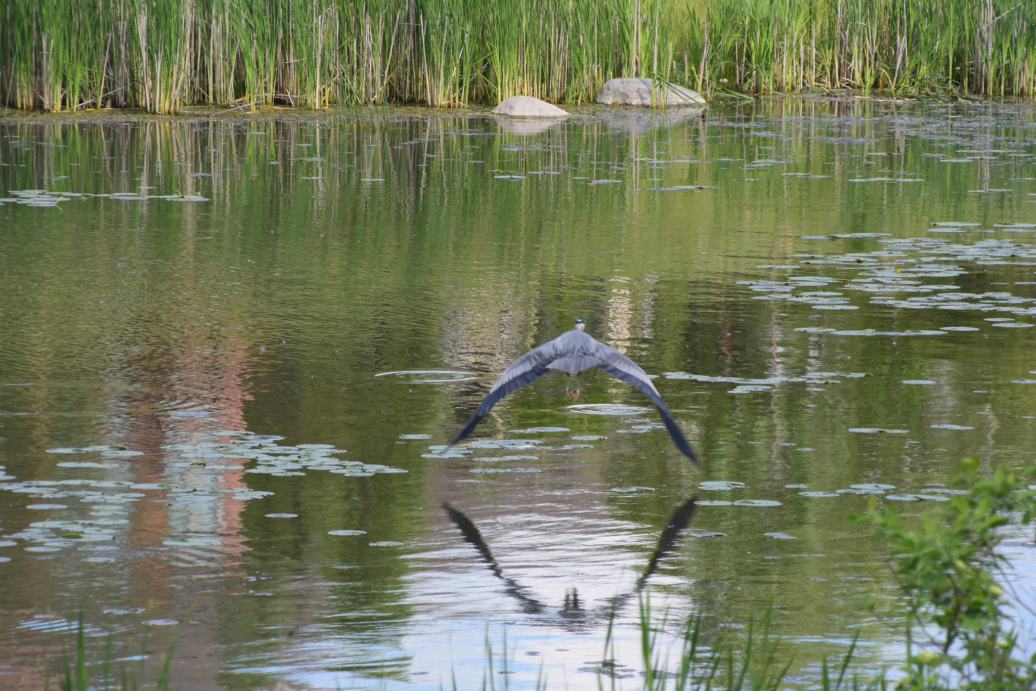 Nikon 1 V3 sample photo. Lake reflection photography