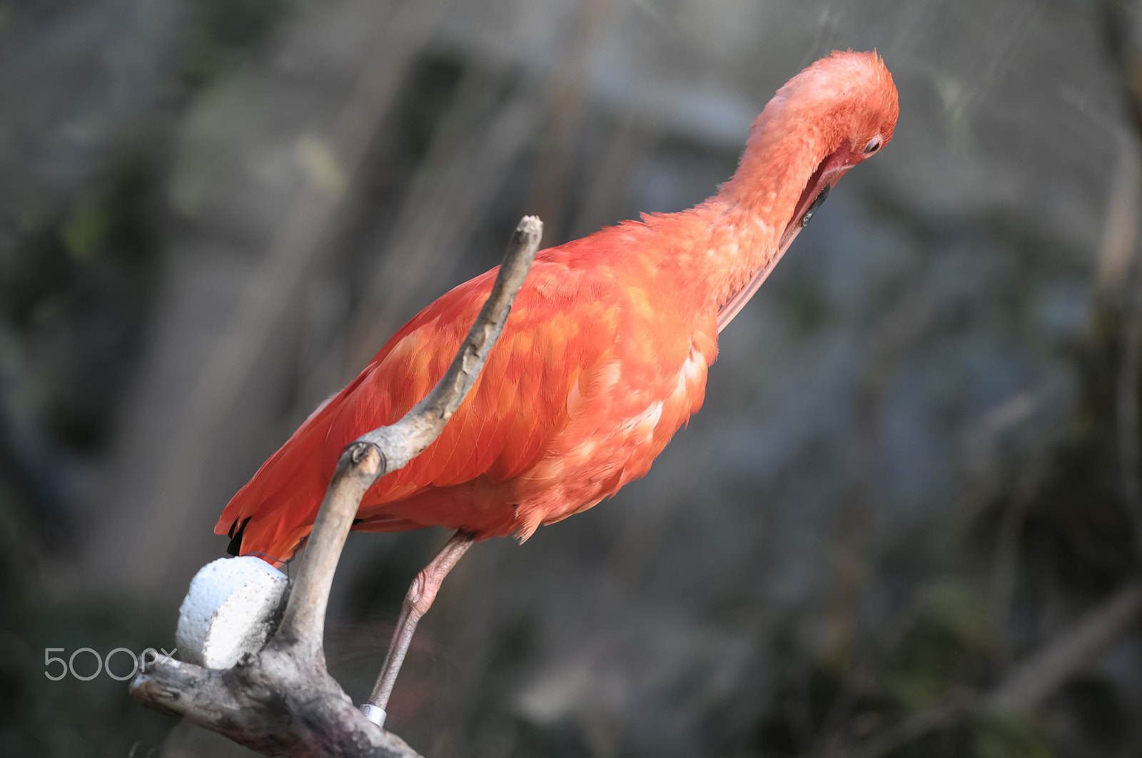 Nikon D300 + Sigma 150mm F2.8 EX DG Macro HSM sample photo. Pink adult flamingo photography