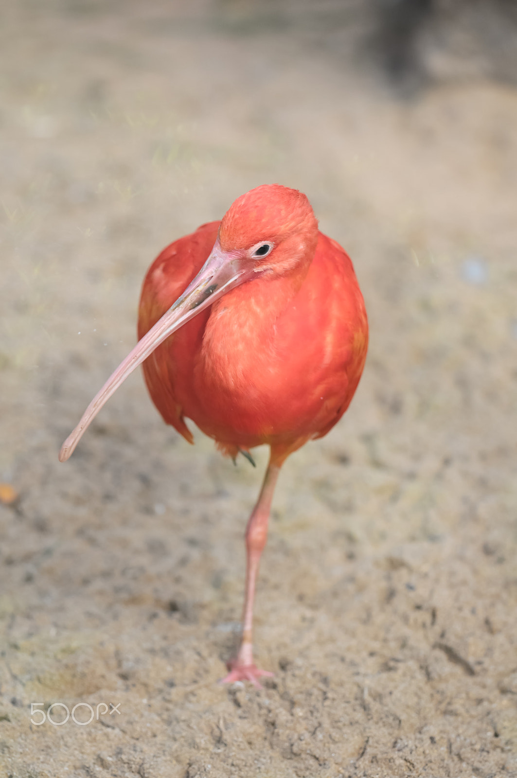 Nikon D300 + Sigma 150mm F2.8 EX DG Macro HSM sample photo. Pink adult flamingo photography