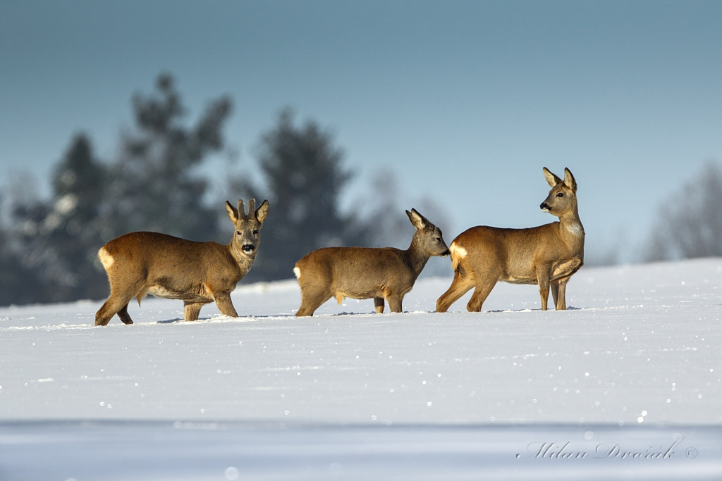 Canon EOS 7D Mark II + Canon EF 300mm F2.8L IS USM sample photo. In the winter holding a family together photography