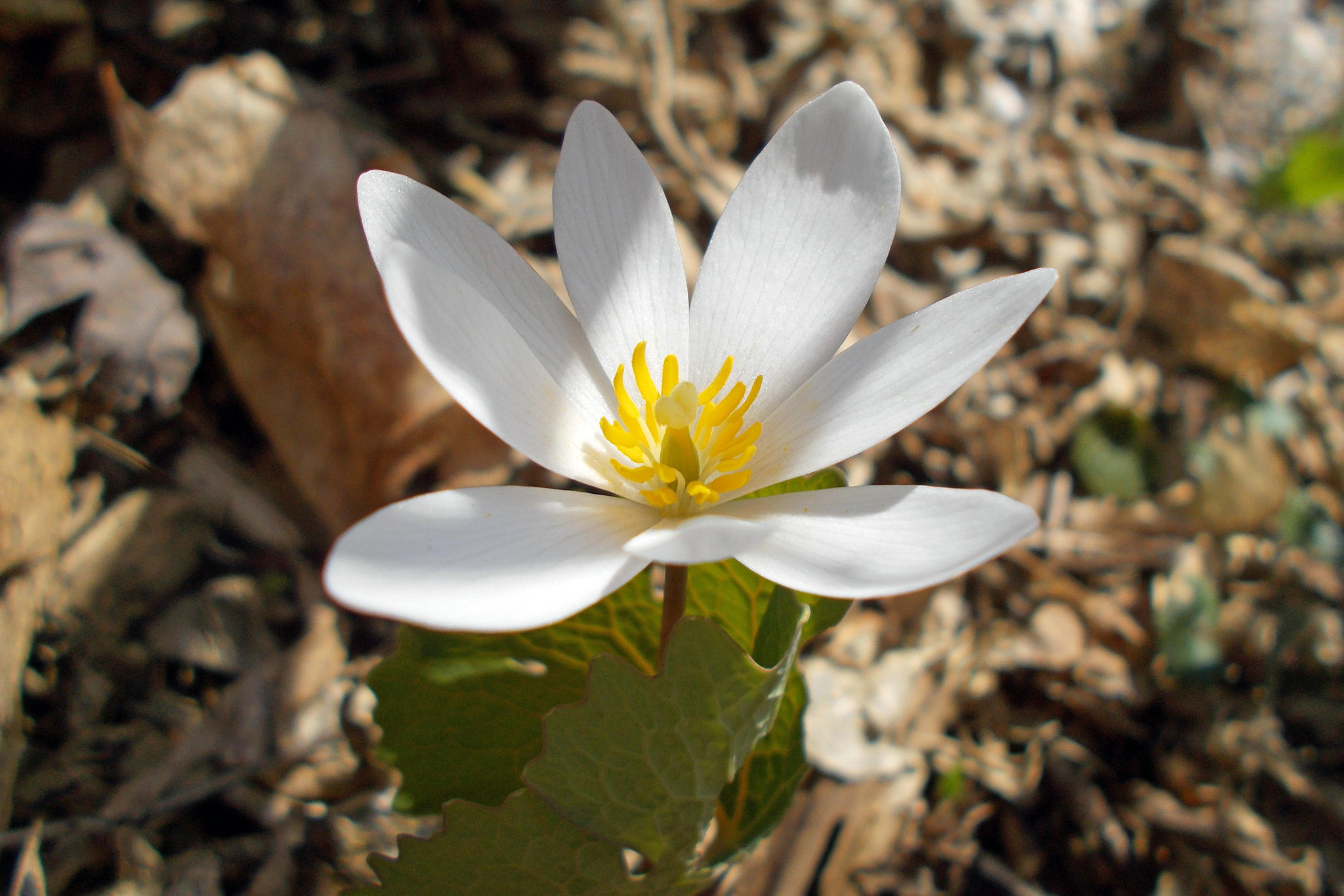 Nikon COOLPIX L27 sample photo. Bloodroot blossom photography