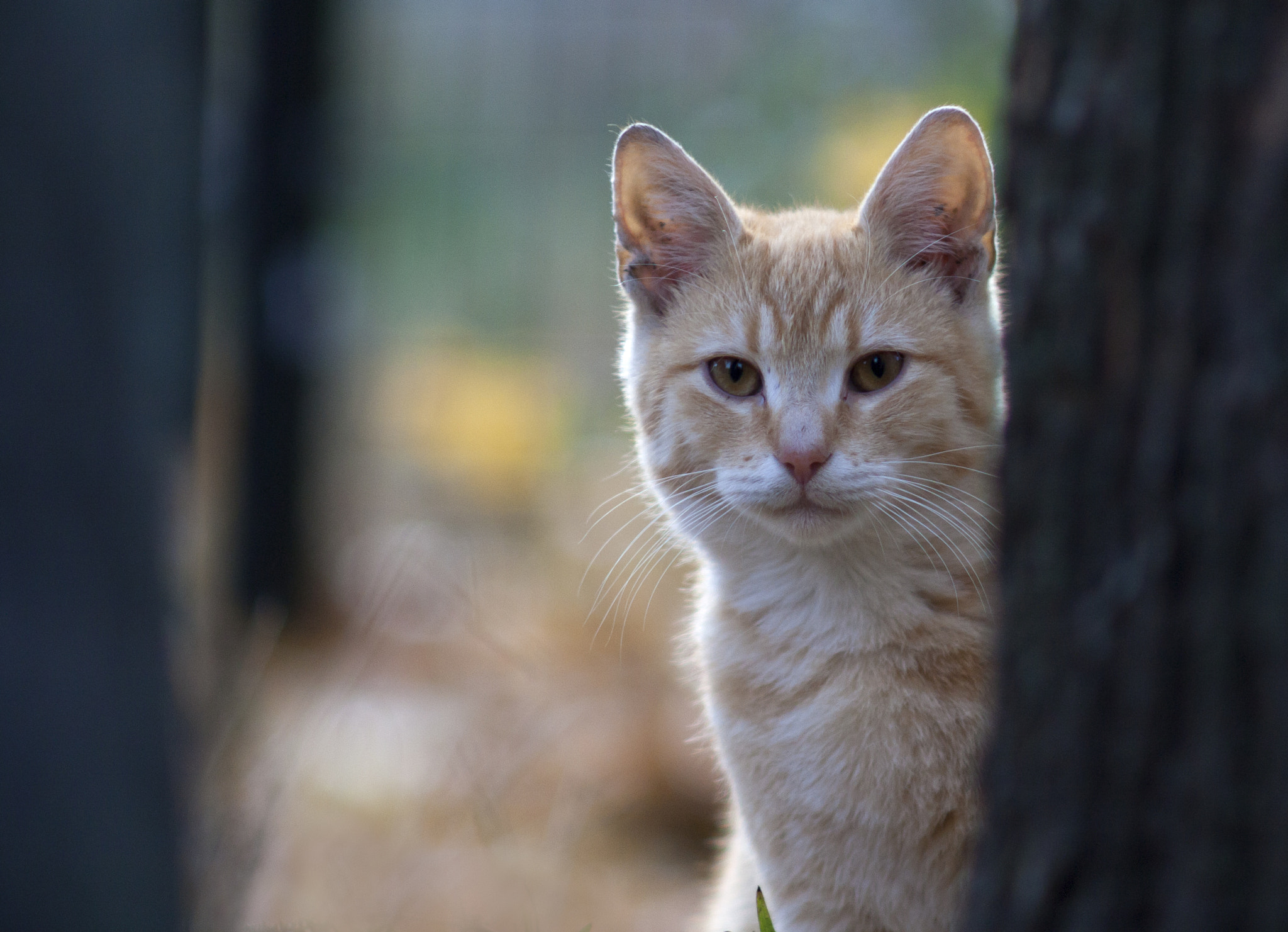 Canon EF 35-80mm f/4-5.6 sample photo. Redcat&trees photography