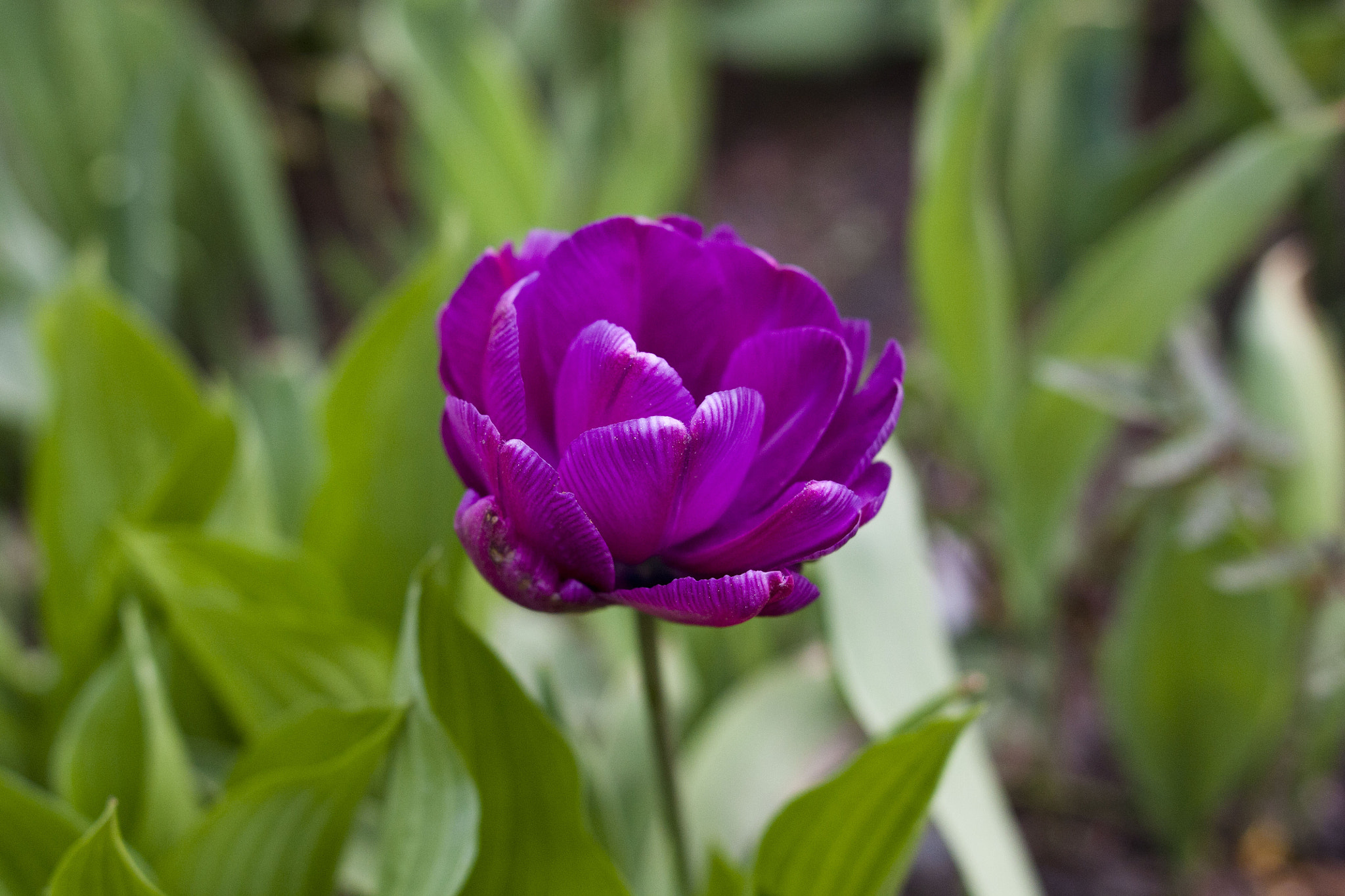 Sigma 28mm f/1.8 DG Macro EX sample photo. тюльпаны photography