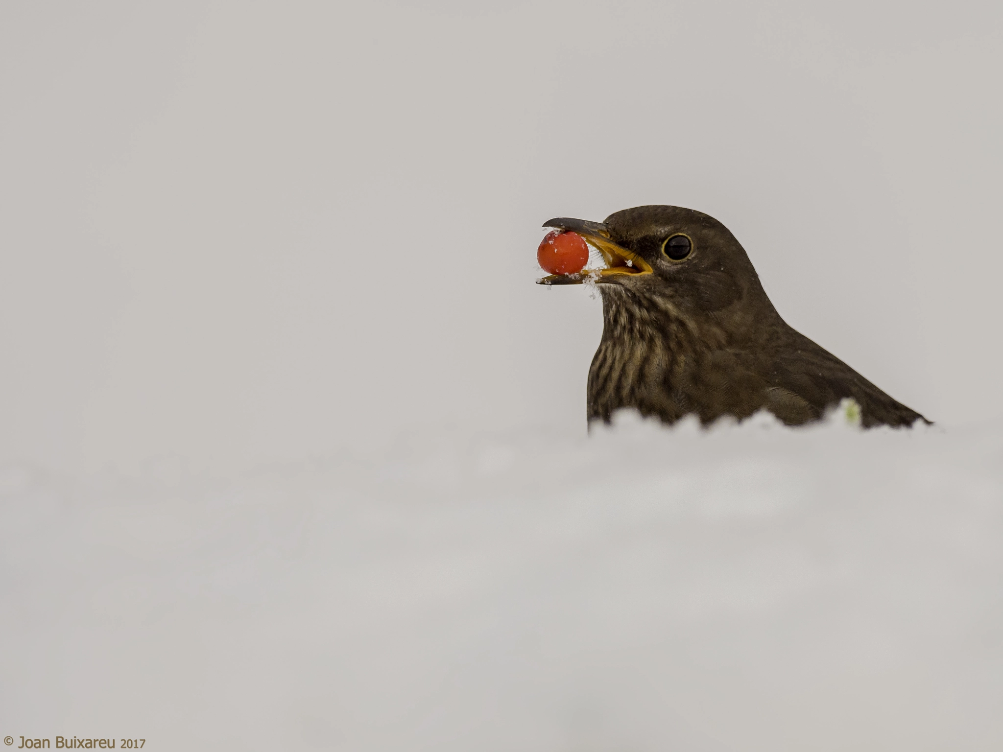 Olympus OM-D E-M1 Mark II + OLYMPUS M.300mm F4.0 sample photo. Punt roig photography