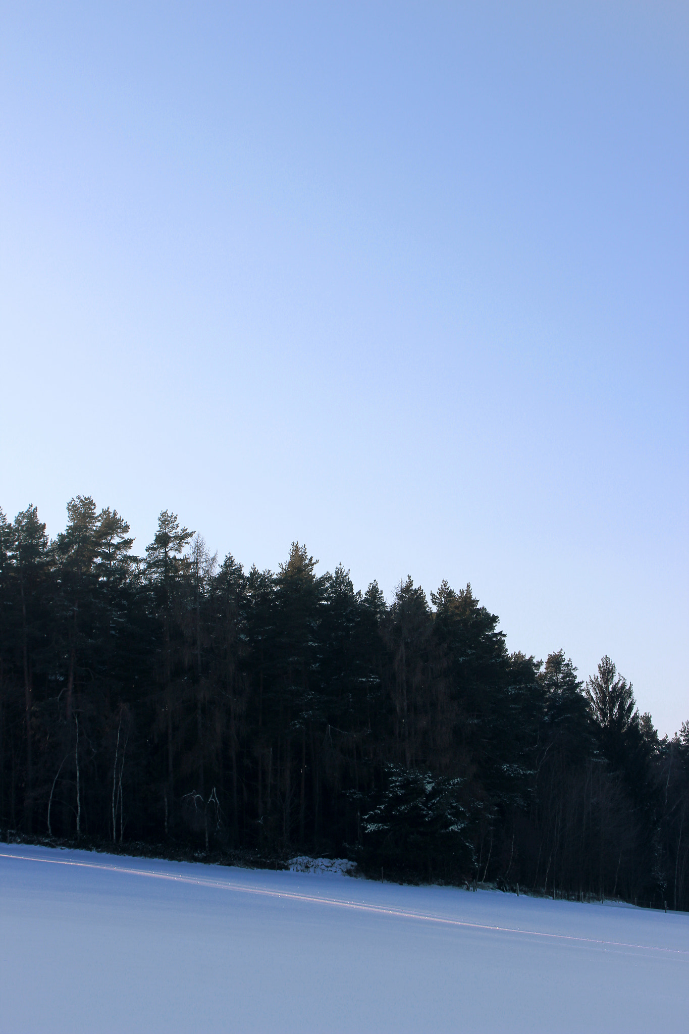 Canon EOS 600D (Rebel EOS T3i / EOS Kiss X5) sample photo. Forest photography