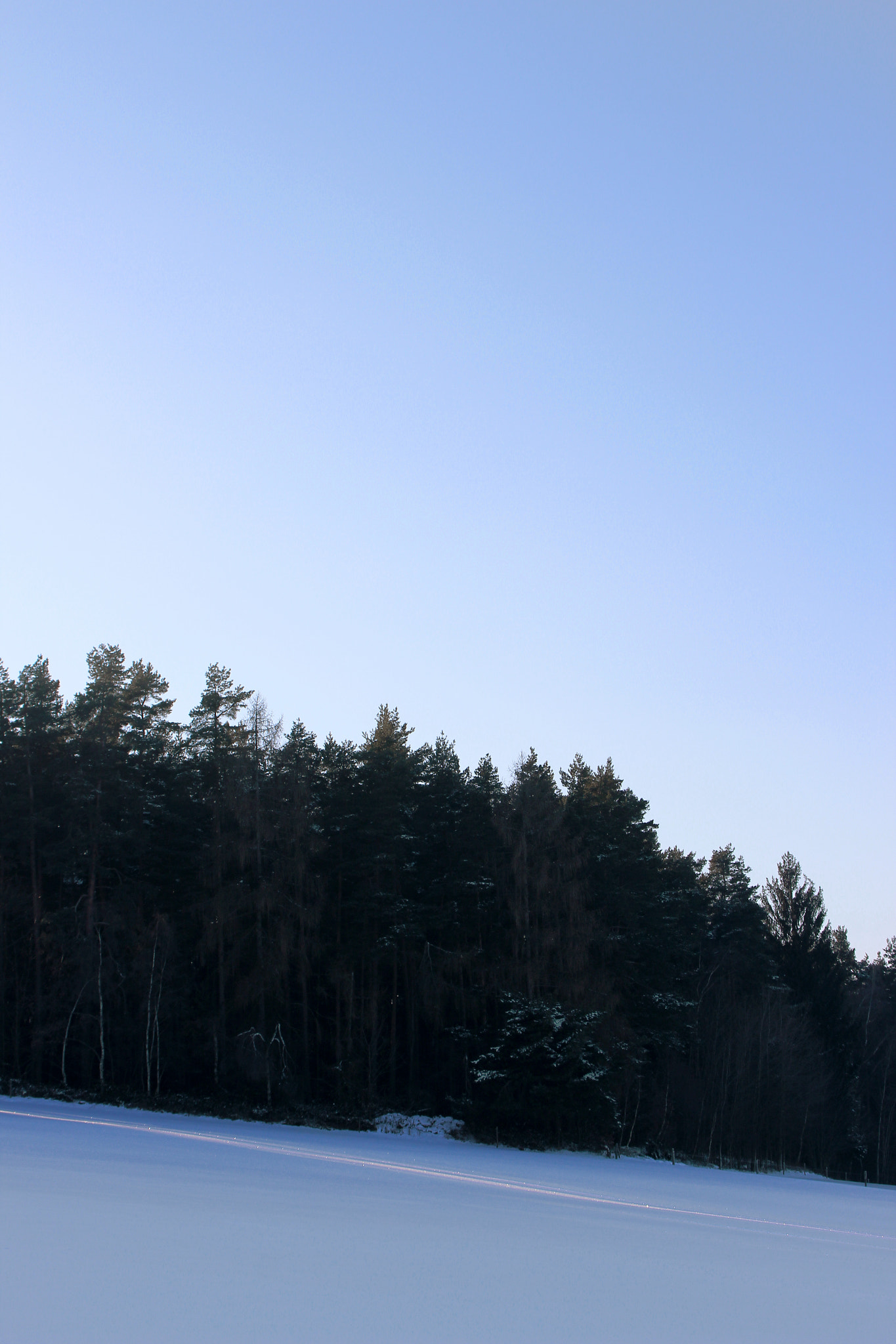 Canon EF 28-80mm f/3.5-5.6 USM sample photo. Forest photography