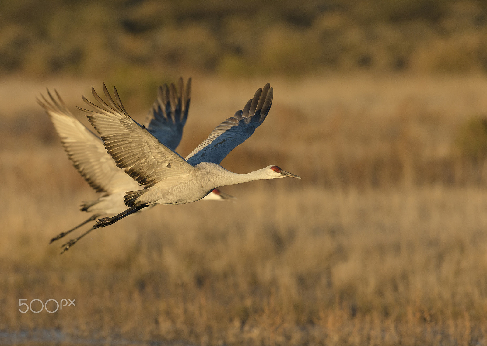 Canon EF 600mm F4L IS II USM sample photo. 05 2b2 42205 photography