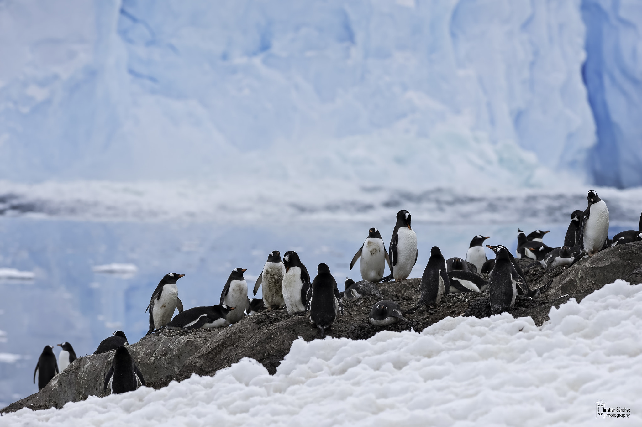 Nikon D4 sample photo. Gentoo penguin photography