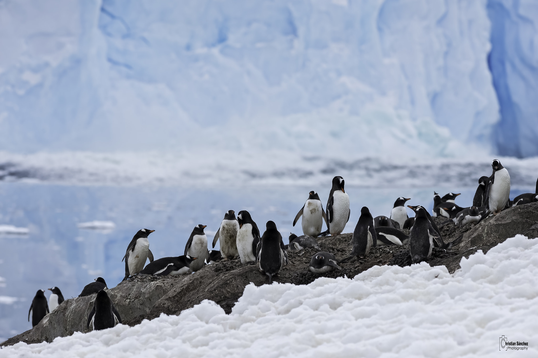 Nikon AF-S Nikkor 300mm F2.8G ED VR II sample photo. Gentoo penguin photography