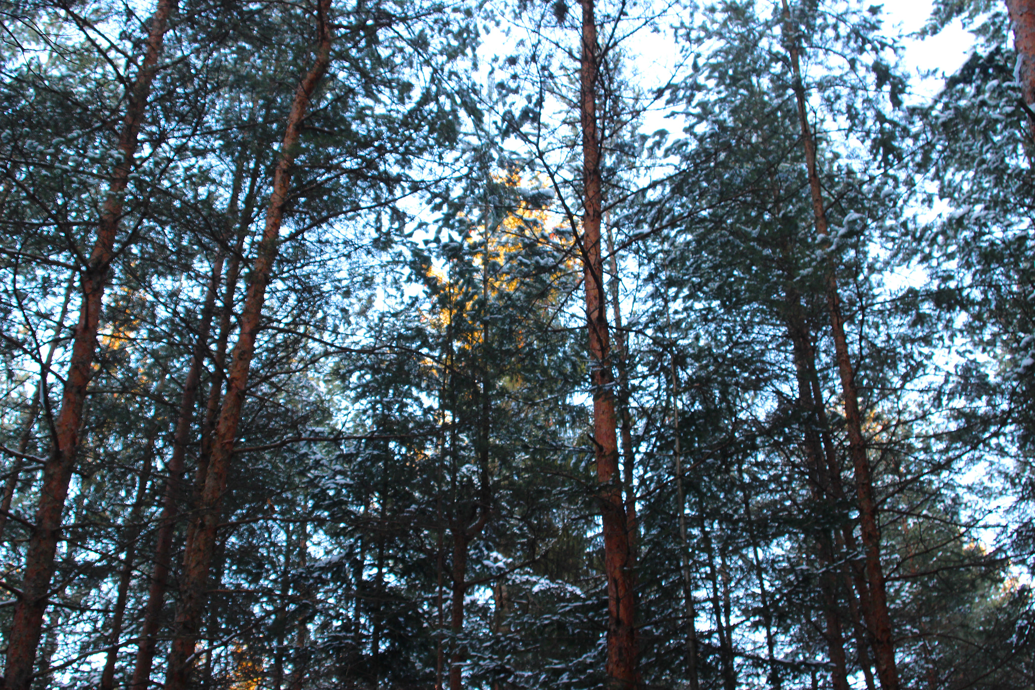 Canon EF 28-80mm f/3.5-5.6 USM sample photo. Trees photography