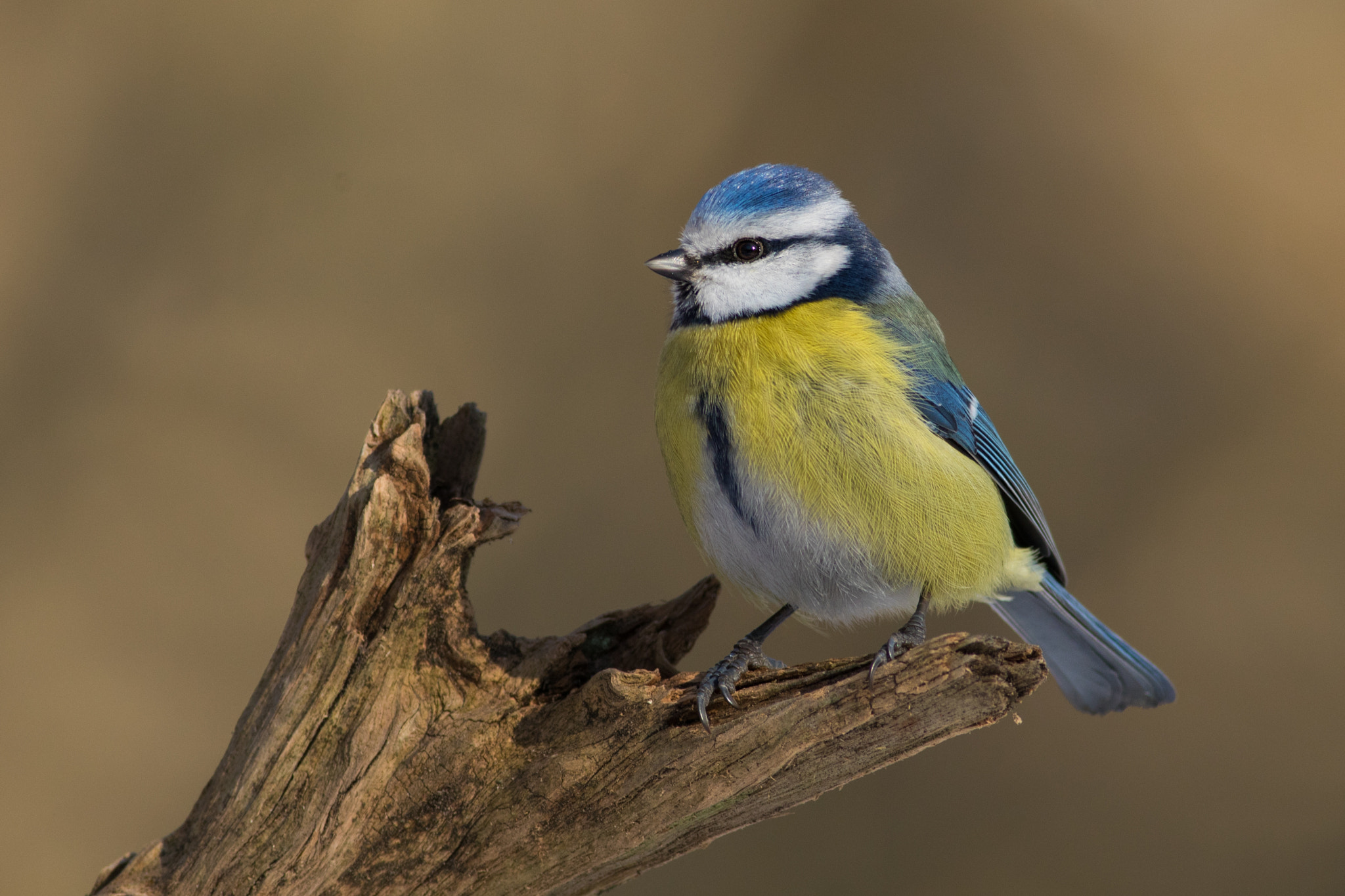 Canon EF 400mm F5.6L USM sample photo. Sýkora modřinka (cyanistes caeruleus)  photography