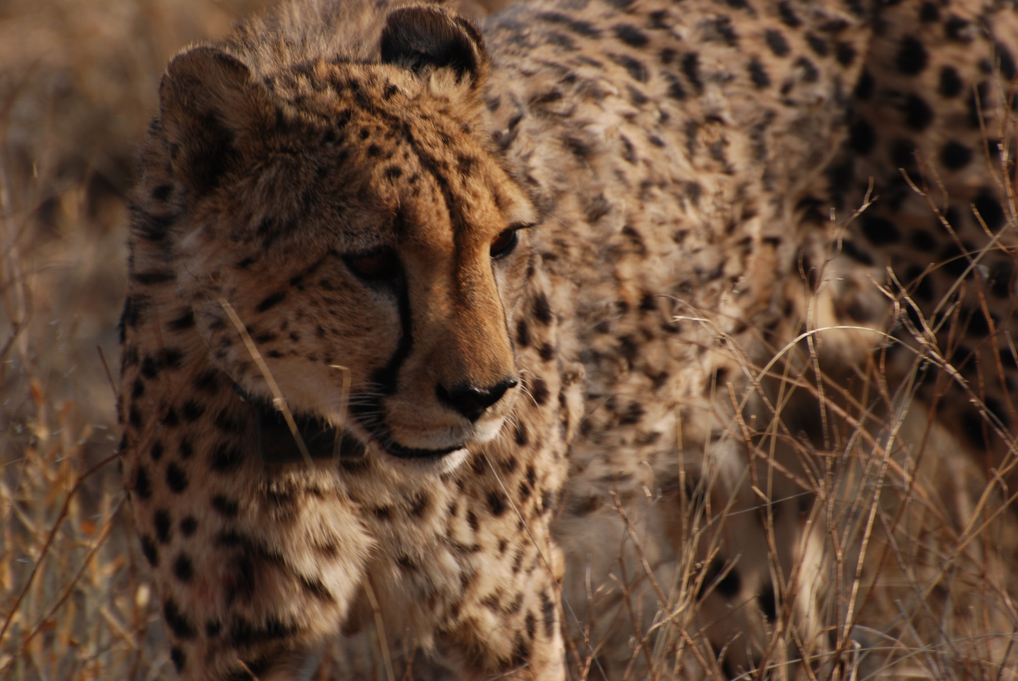 Nikon D80 sample photo. Cheetah photography