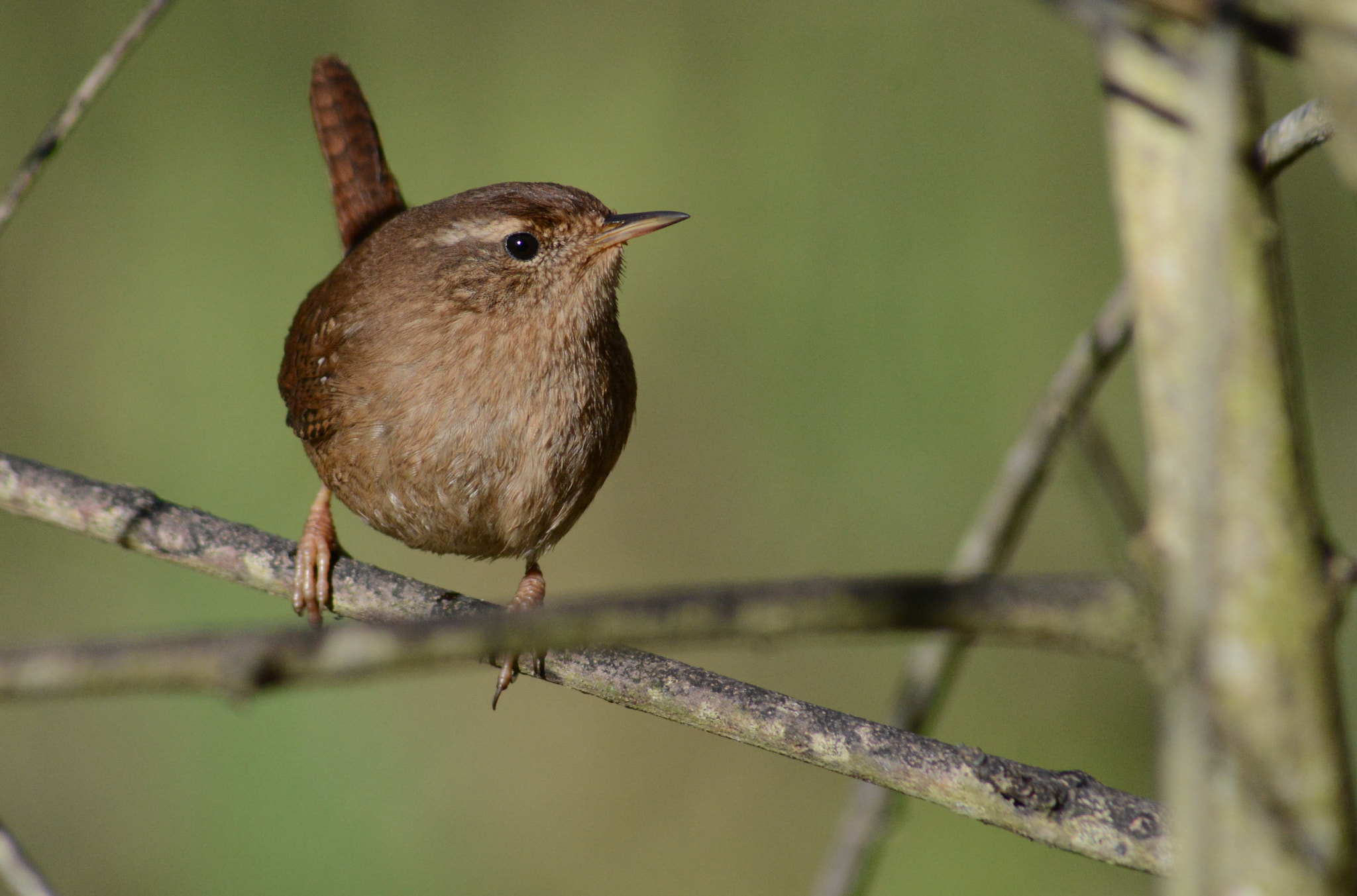 Sigma 70-300mm F4-5.6 APO DG Macro sample photo. Eurasian wren photography