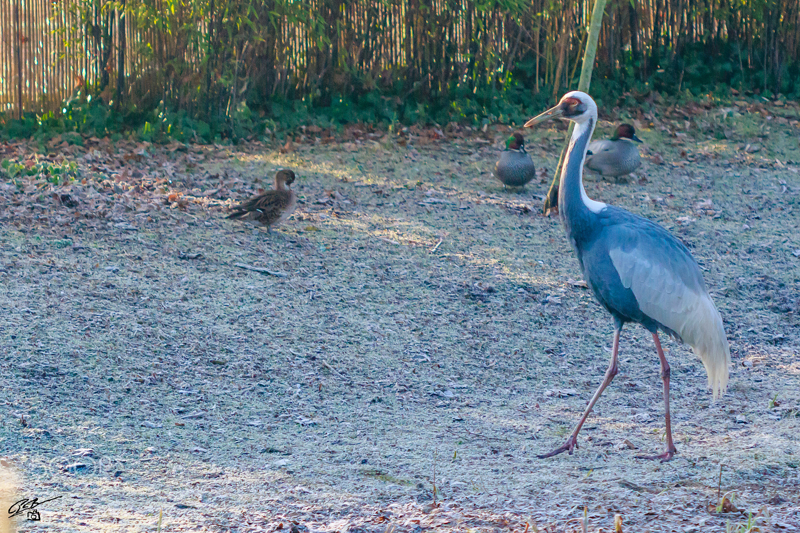 Canon EF 100mm F2.8 Macro USM sample photo. Crane photography