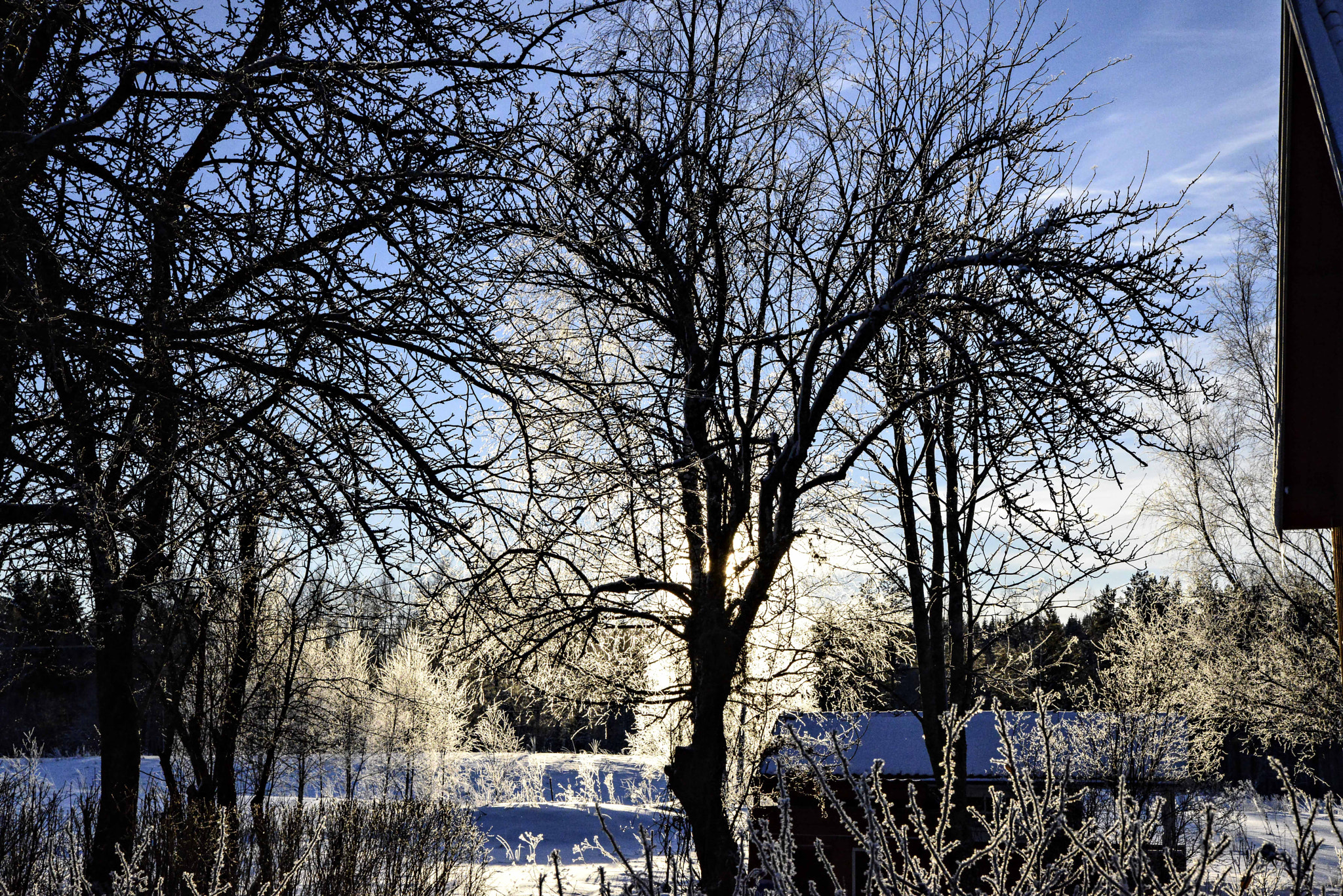Tamron SP 24-70mm F2.8 Di VC USD sample photo. Frost in the sun photography