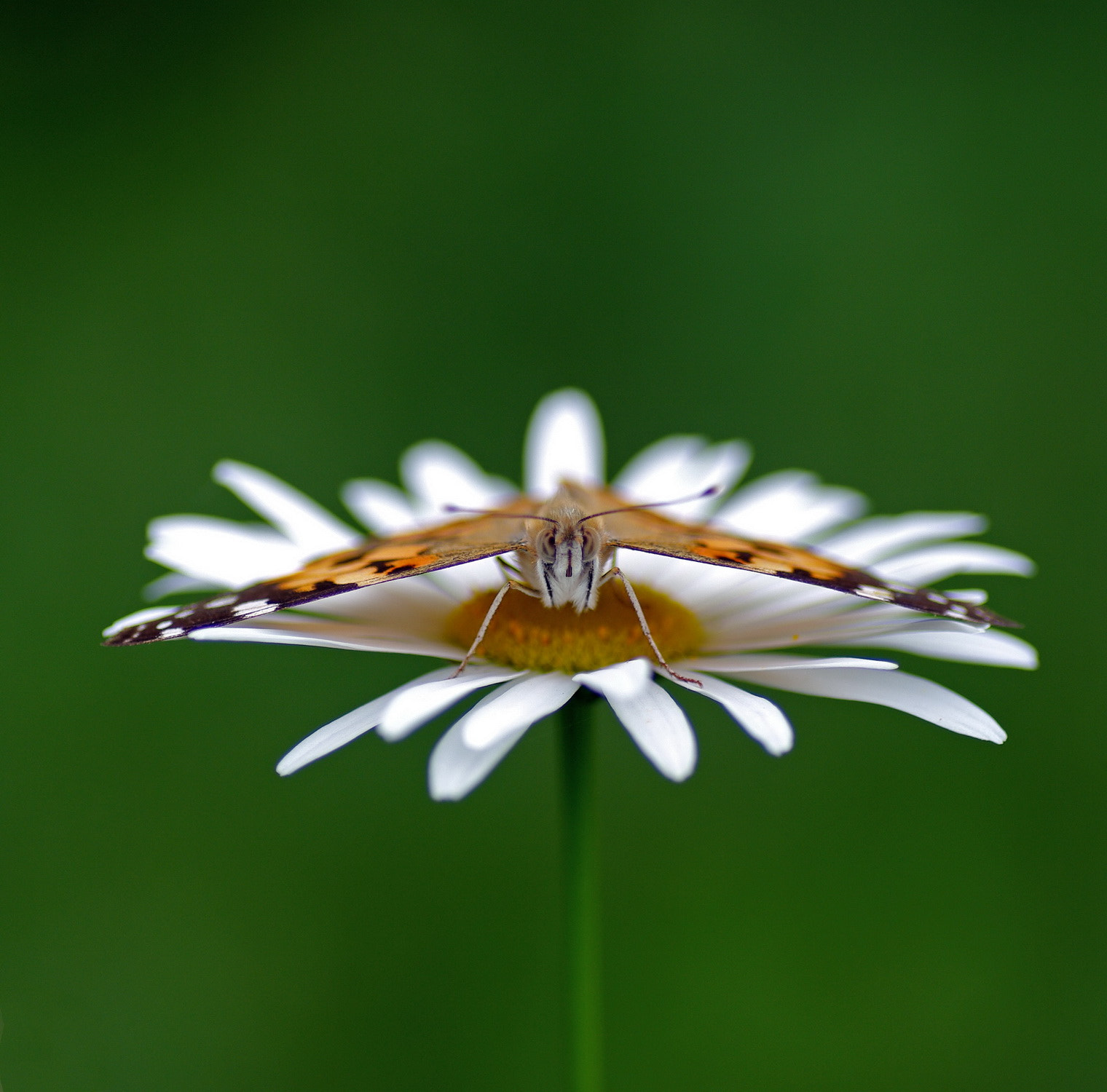 Pentax K20D + Tamron SP AF 90mm F2.8 Di Macro sample photo. Репейница photography