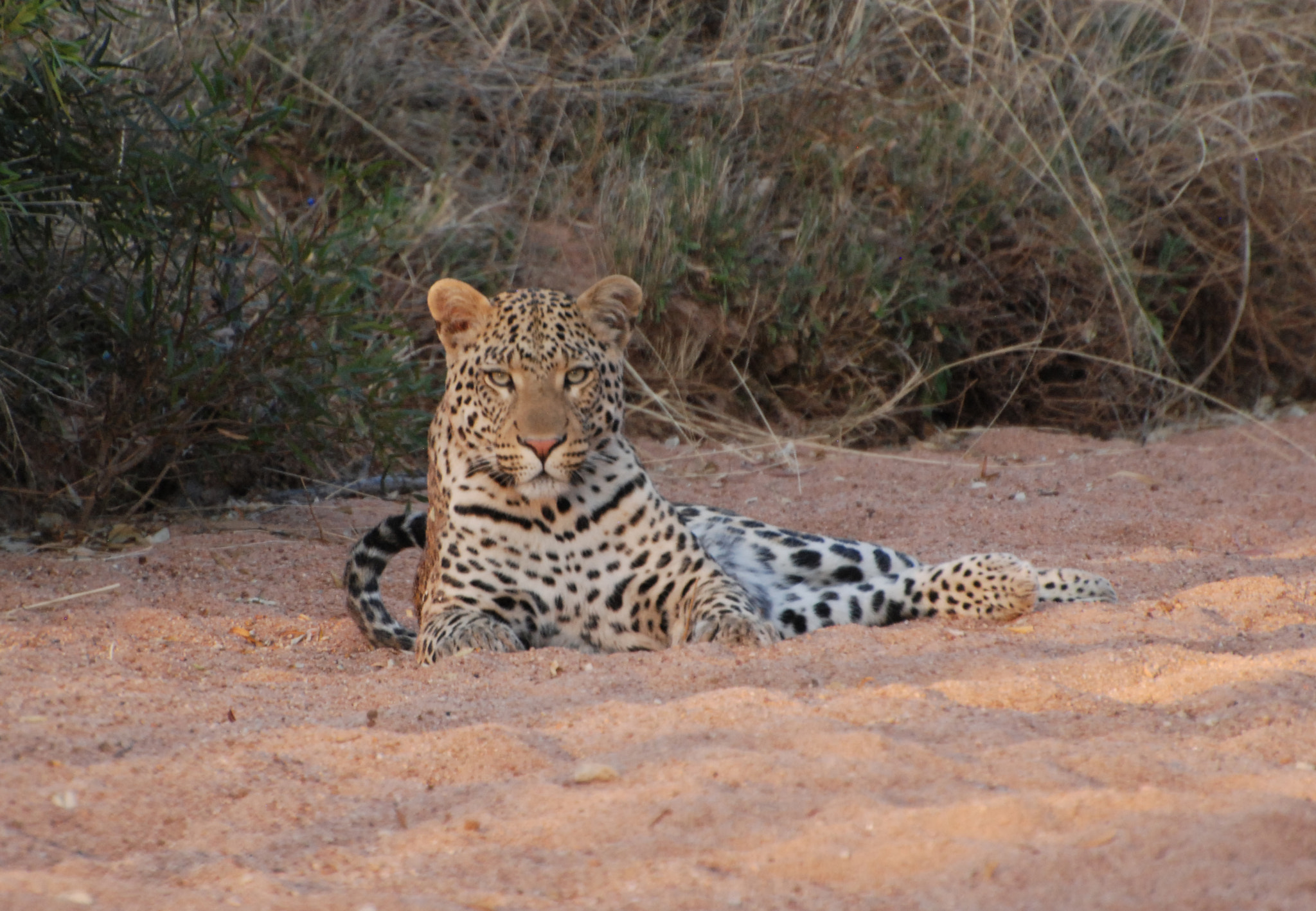 Nikon D80 sample photo. Leopard photography