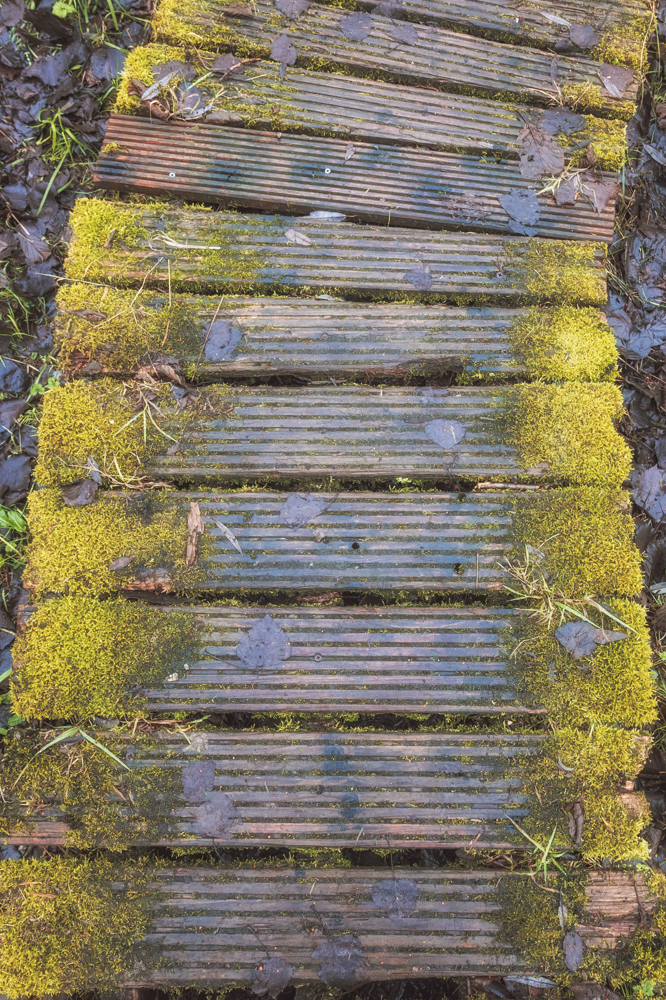 Canon EOS 750D (EOS Rebel T6i / EOS Kiss X8i) sample photo. Wooden walkway photography