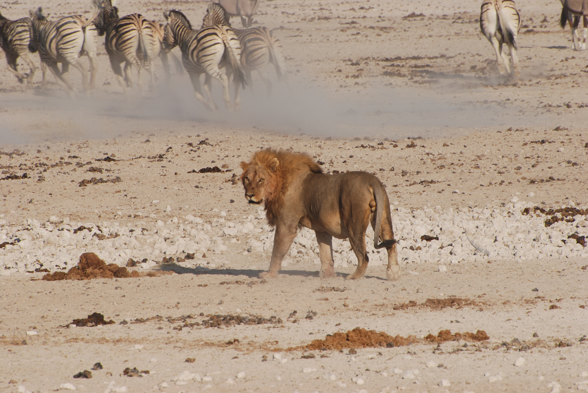 Nikon D80 sample photo. Lion photography
