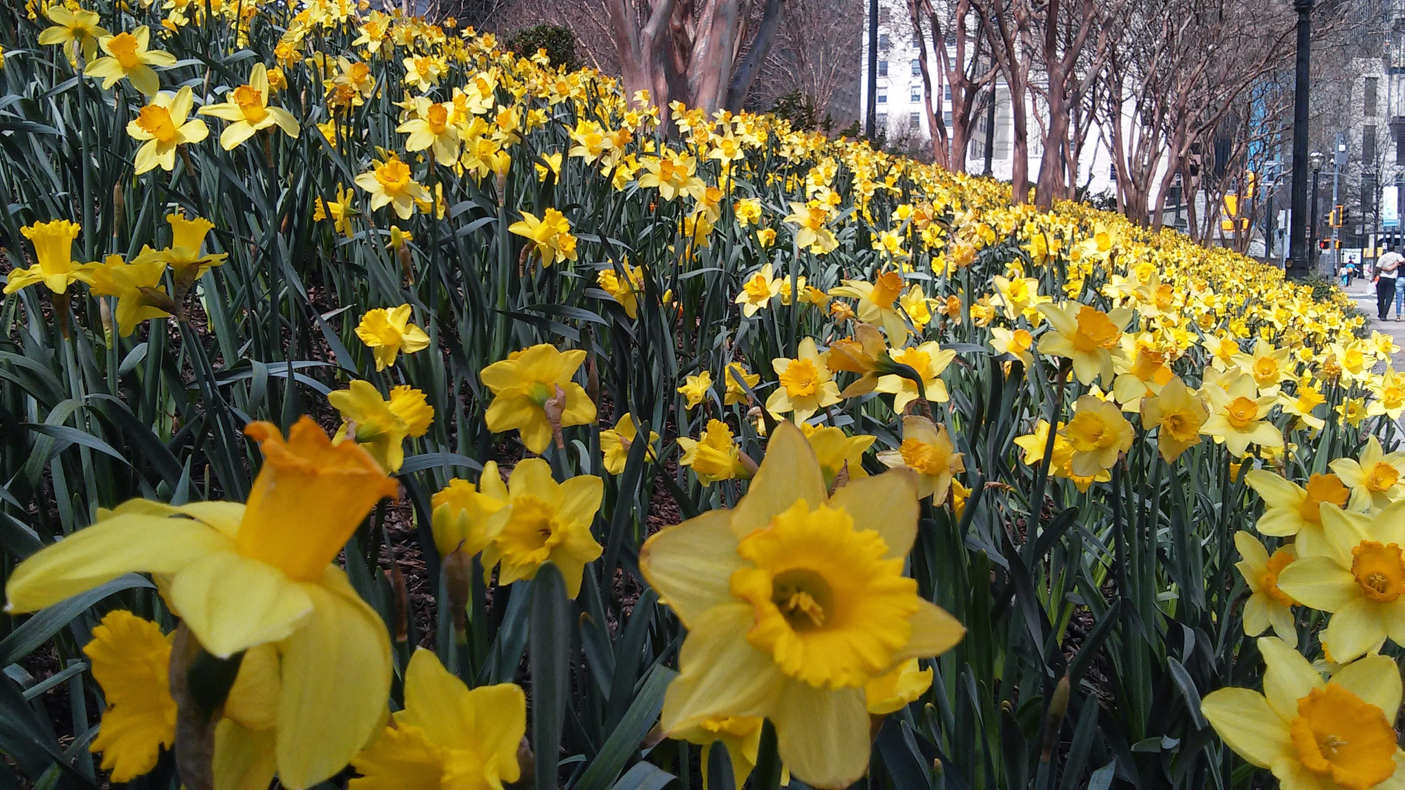 LG VOLT sample photo. Daffodils photography