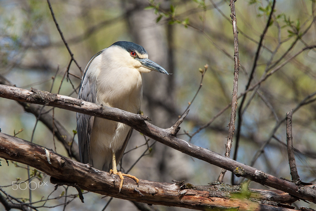 Canon EOS 40D + Canon EF 300mm F2.8L IS USM sample photo. Bihoreau / night heron photography