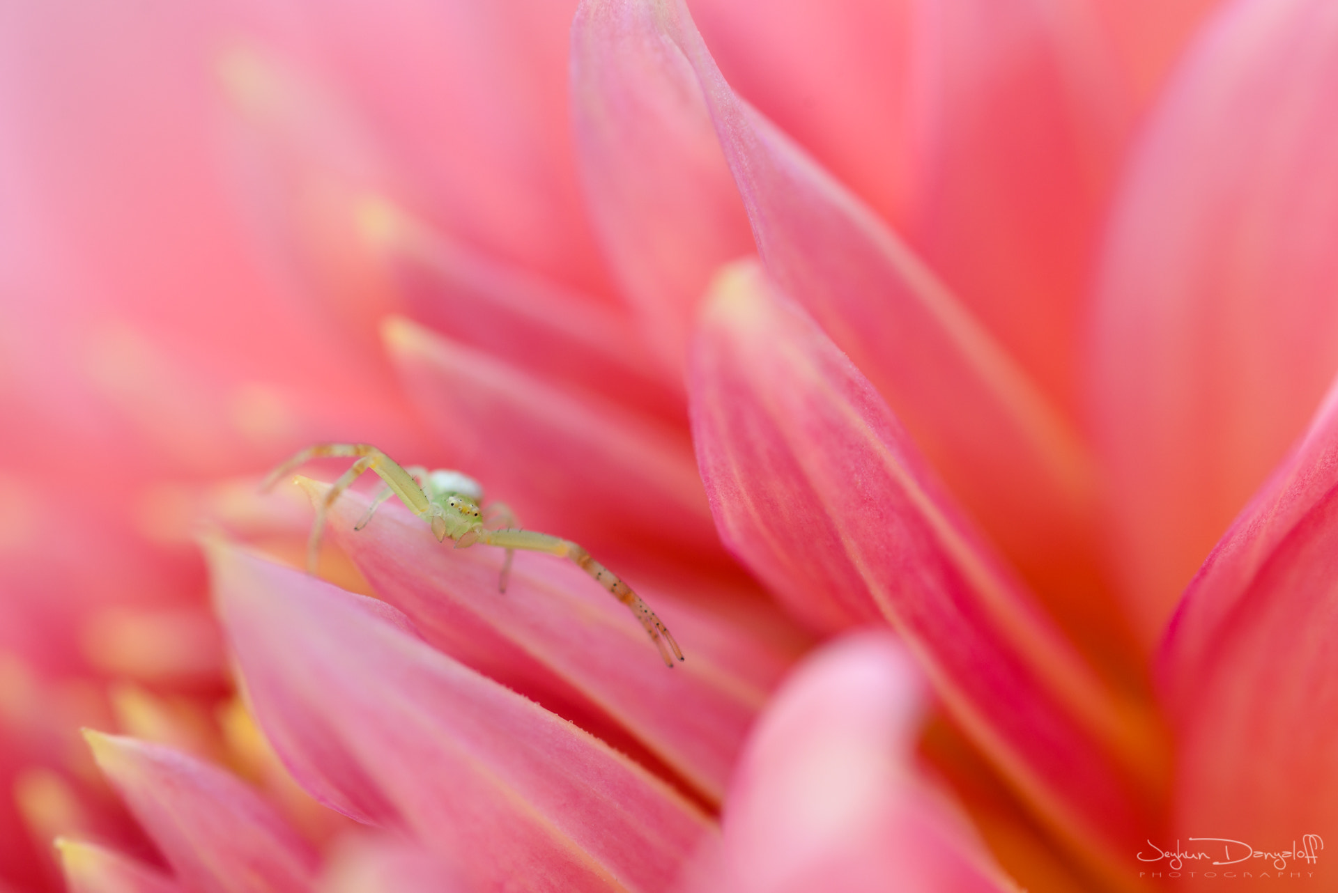 Tokina AT-X Pro 100mm F2.8 Macro sample photo. Hey, you! photography