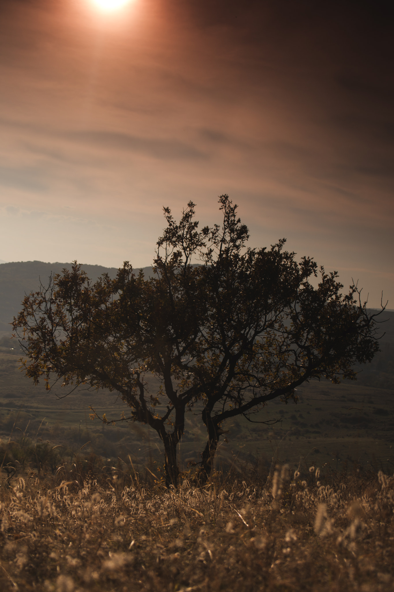 Sigma 28-300mm F3.5-6.3 DG Macro sample photo. The lonely tree photography