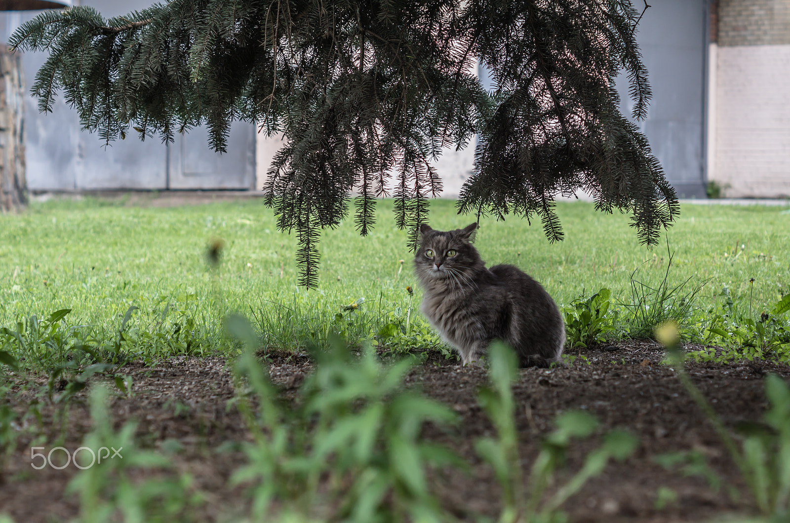 Sony SLT-A65 (SLT-A65V) + Sony DT 50mm F1.8 SAM sample photo. Find cat photography