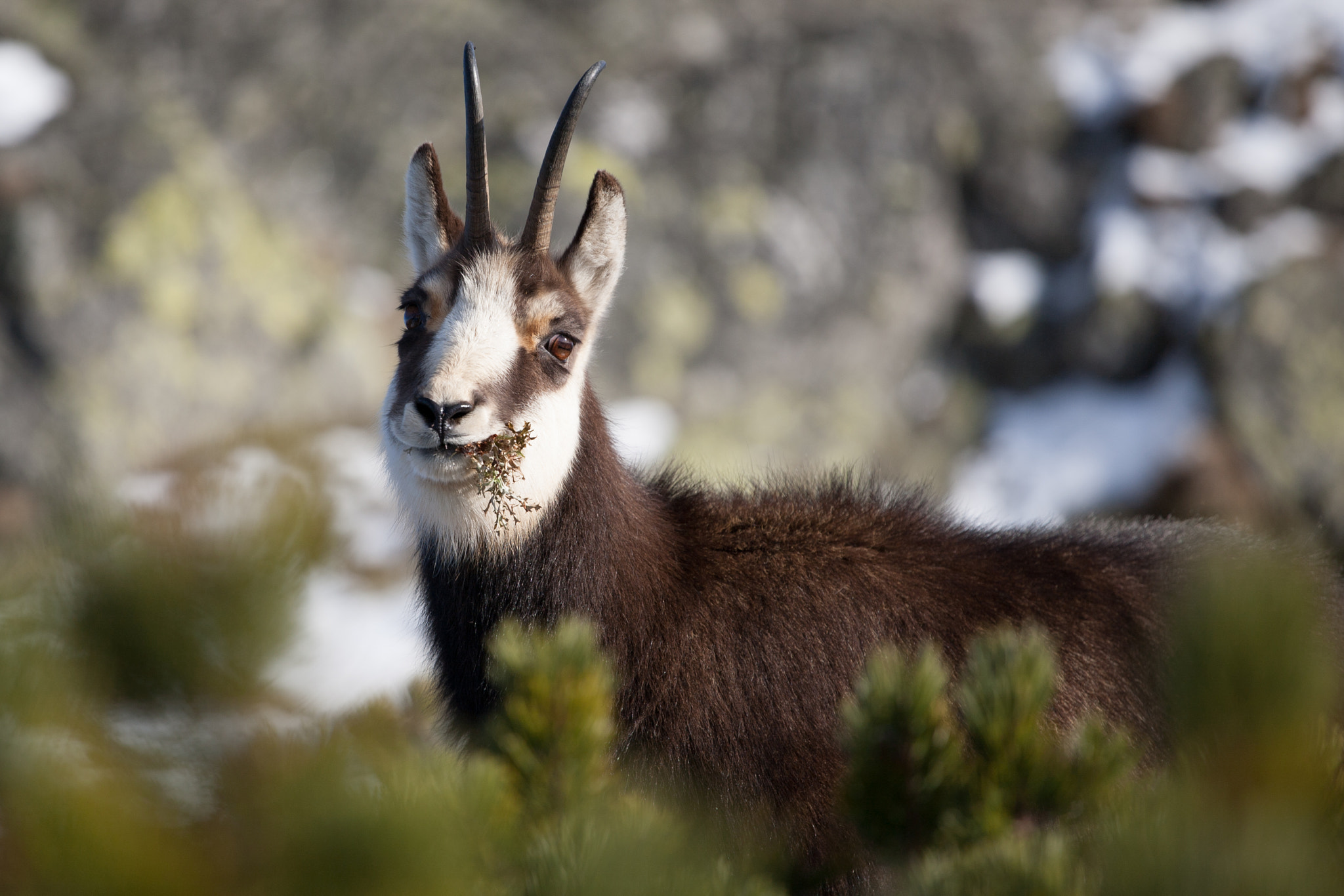 Canon EOS 5D + Canon EF 70-200mm F4L USM sample photo. Chamois photography