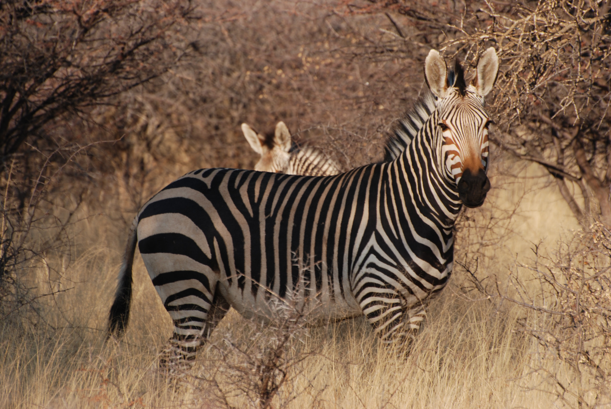 Nikon D80 sample photo. Mountain zebra photography