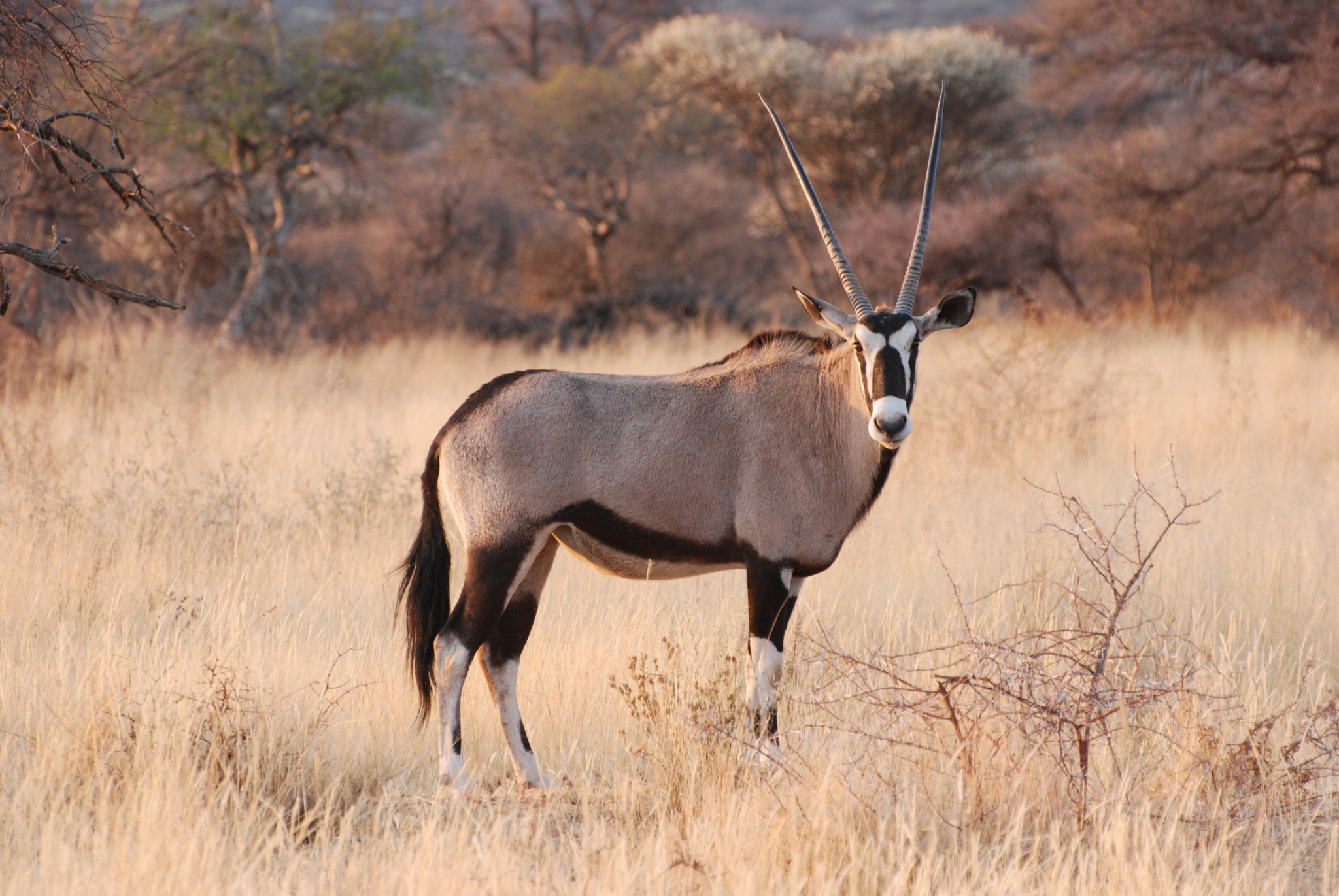 Nikon D80 sample photo. Gemsbok photography
