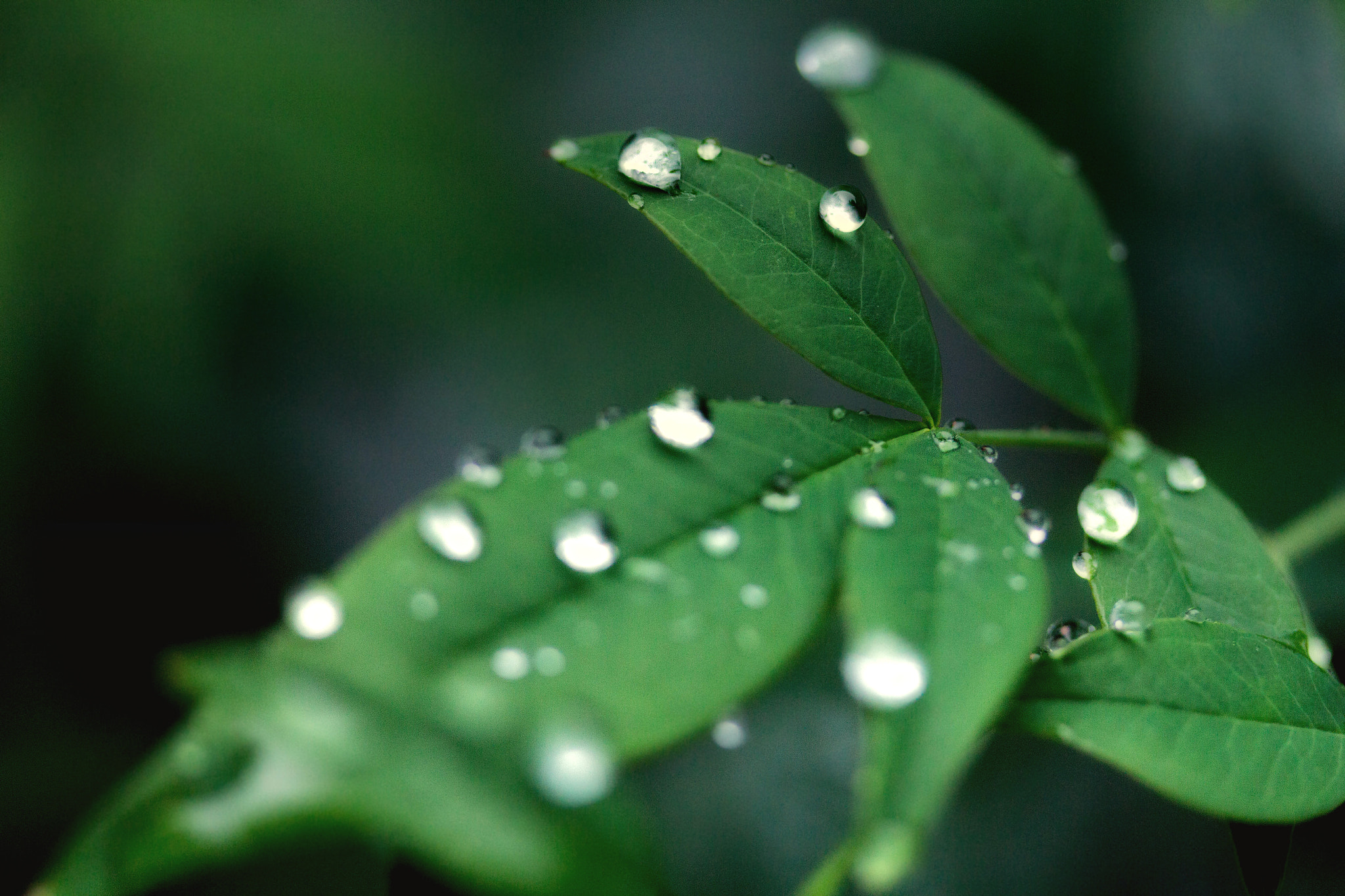 Canon EF-S 60mm F2.8 Macro USM sample photo. Waterdrop photography