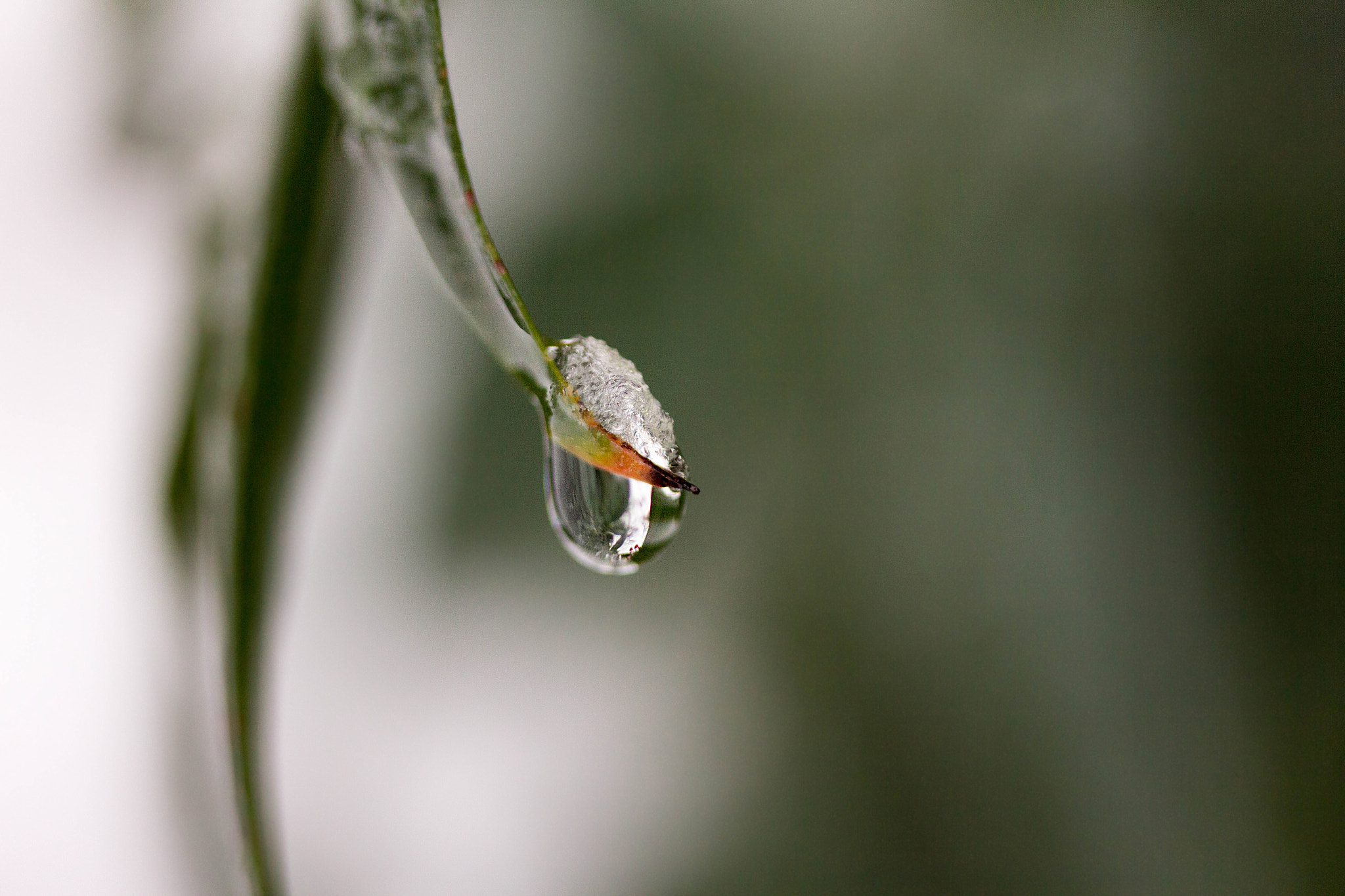 Canon EF-S 60mm F2.8 Macro USM sample photo. Waterdrop photography
