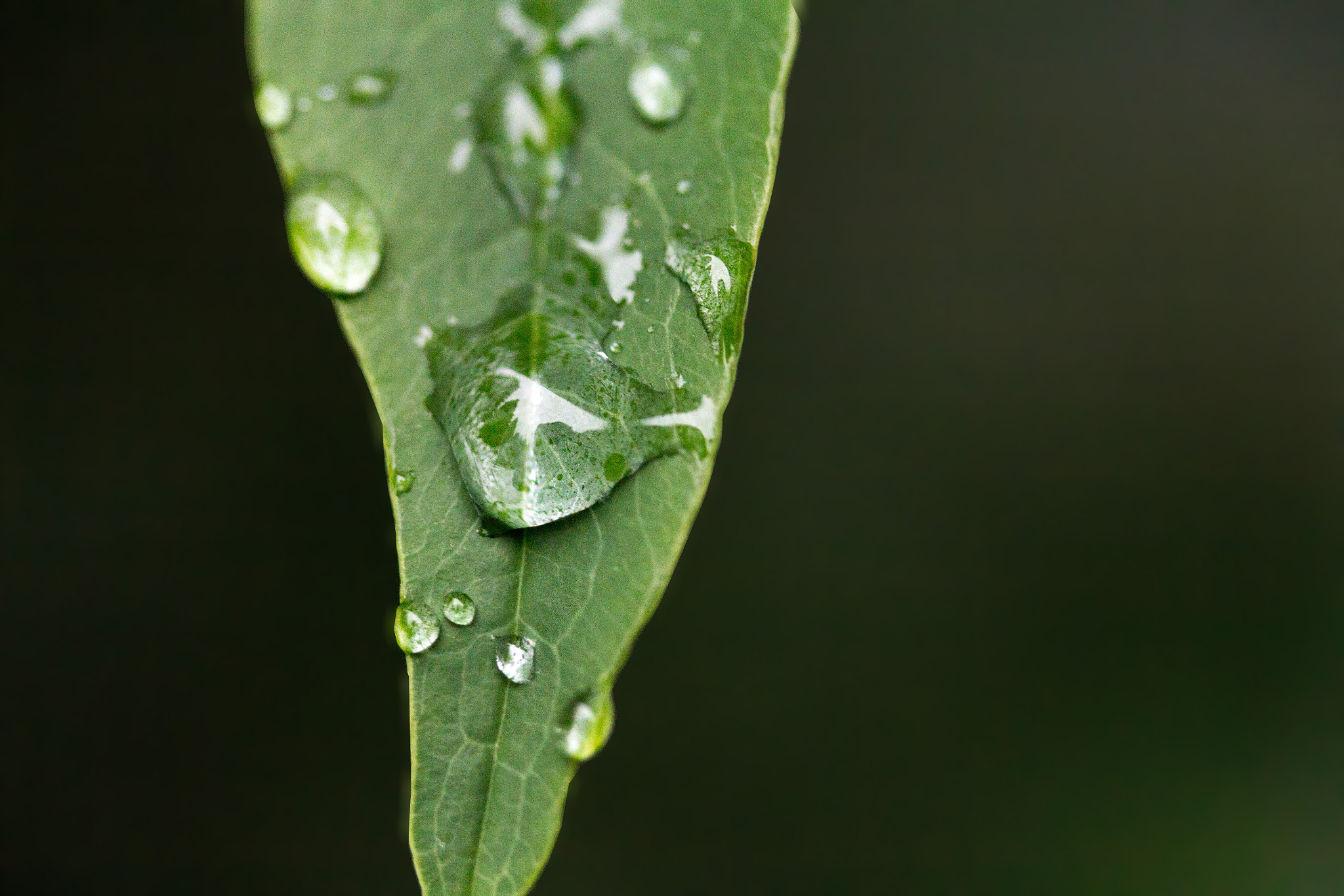 Canon EF-S 60mm F2.8 Macro USM sample photo. Waterdrop photography