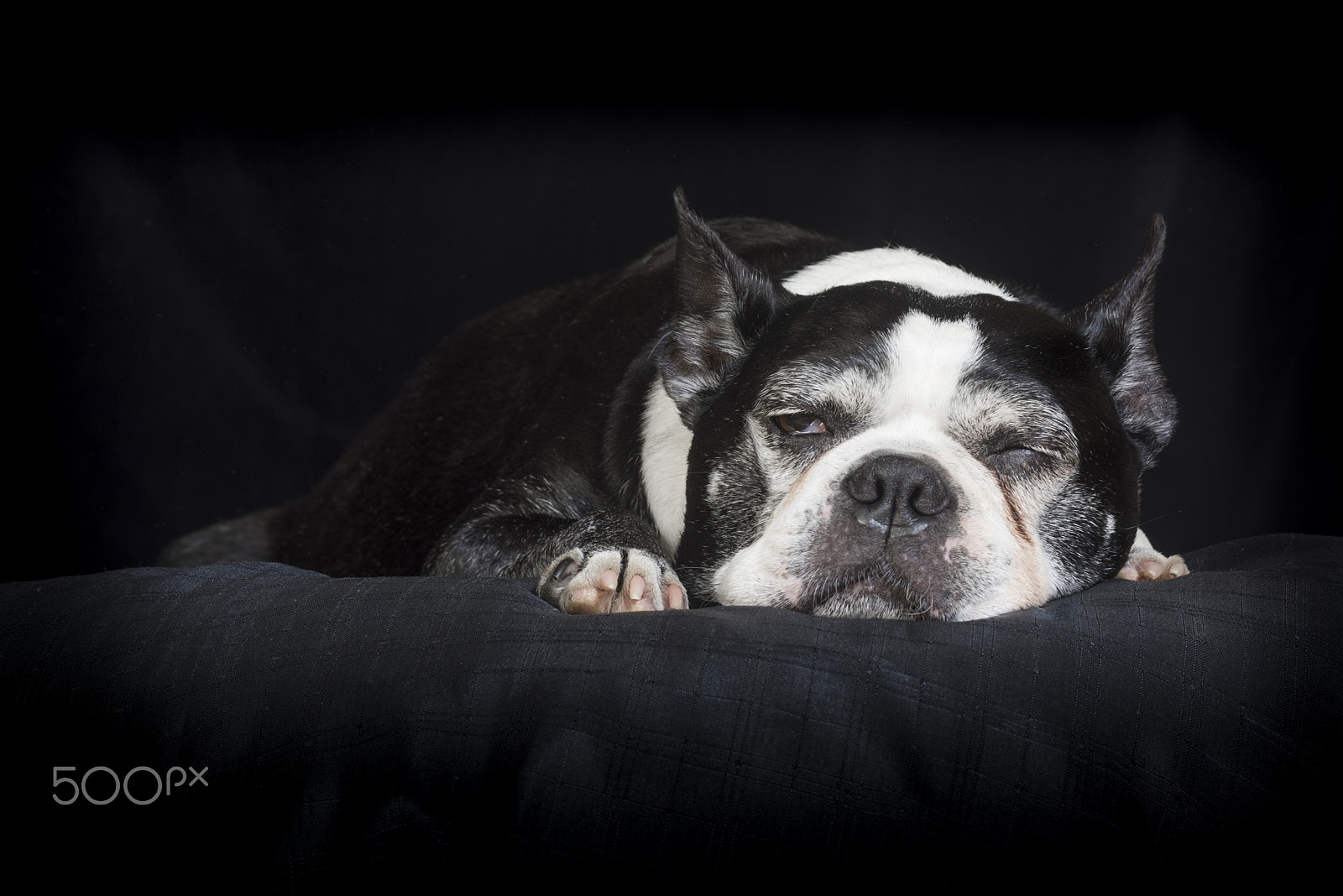 Nikon D810 sample photo. Old but cute boston terrier dog in the studio photography