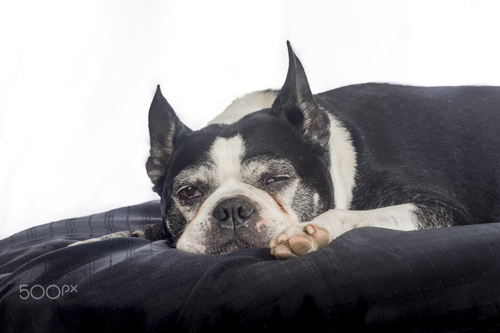 Nikon D810 sample photo. Old but cute boston terrier dog in the studio photography