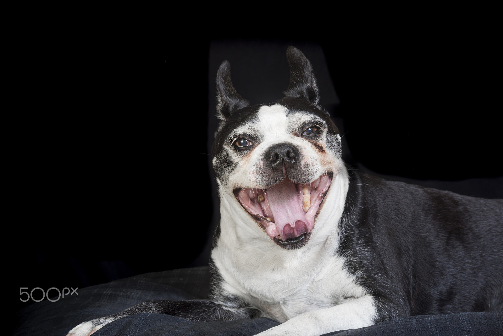 Nikon D810 sample photo. Old but cute boston terrier dog in the studio photography