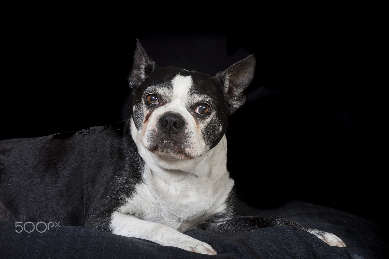 Nikon D810 sample photo. Old but cute boston terrier dog in the studio photography