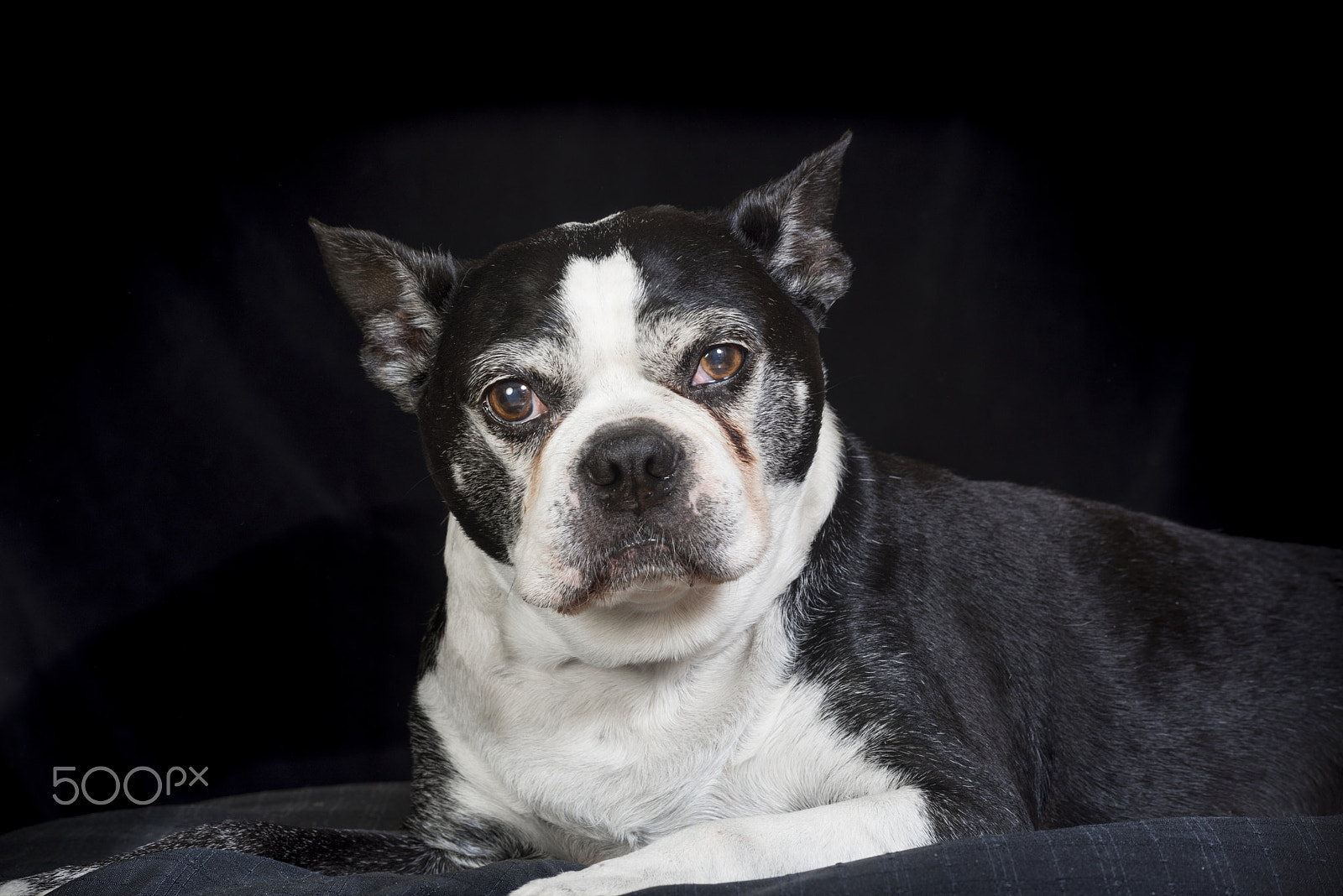 Nikon D810 + Tamron SP 70-300mm F4-5.6 Di VC USD sample photo. Old but cute boston terrier dog in the studio photography