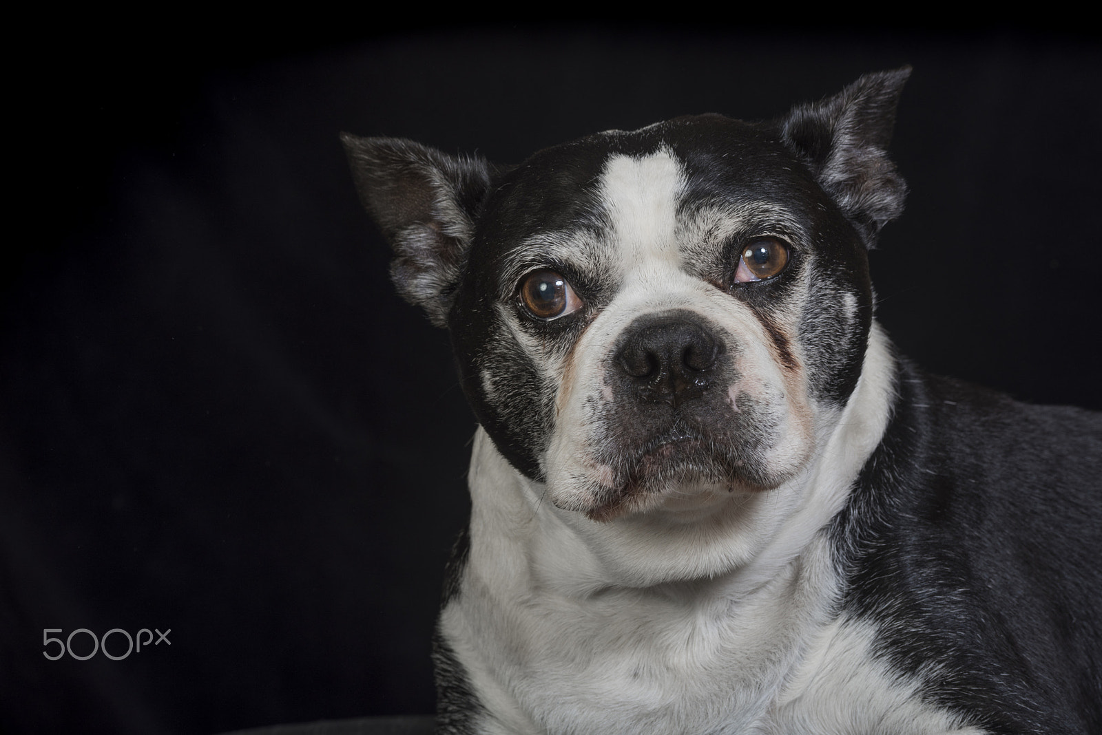 Nikon D810 sample photo. Old but cute boston terrier dog in the studio photography