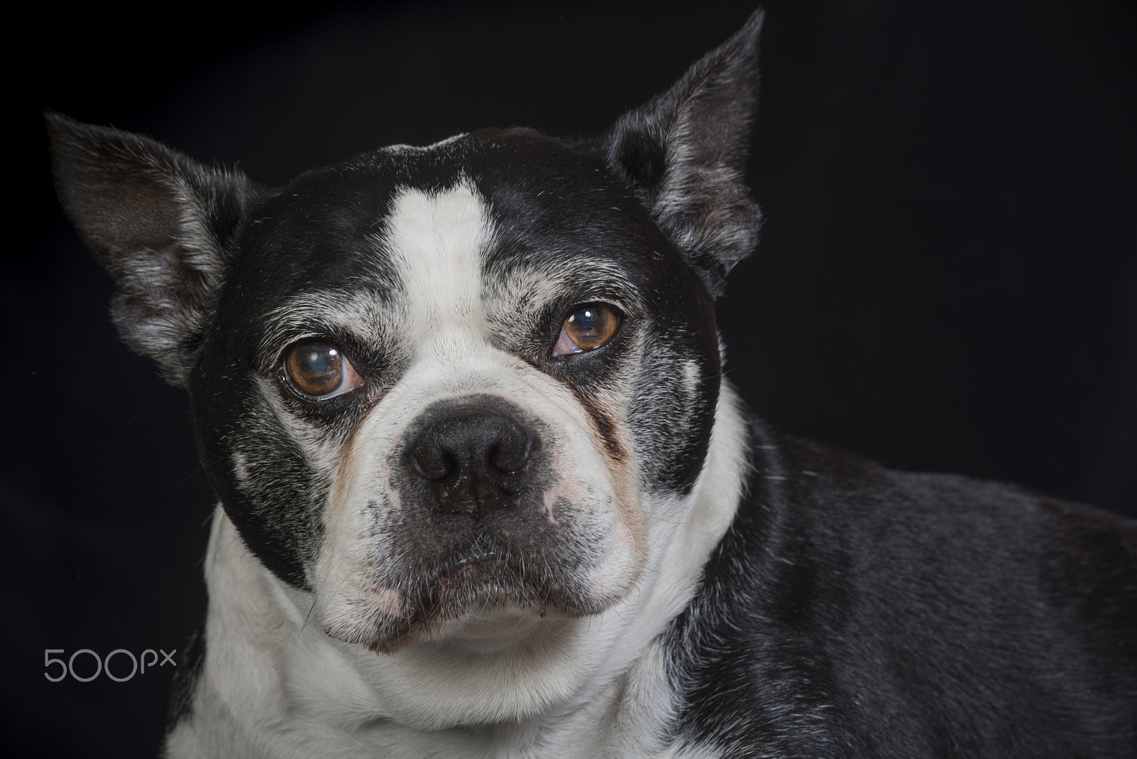 Nikon D810 sample photo. Old but cute boston terrier dog in the studio photography