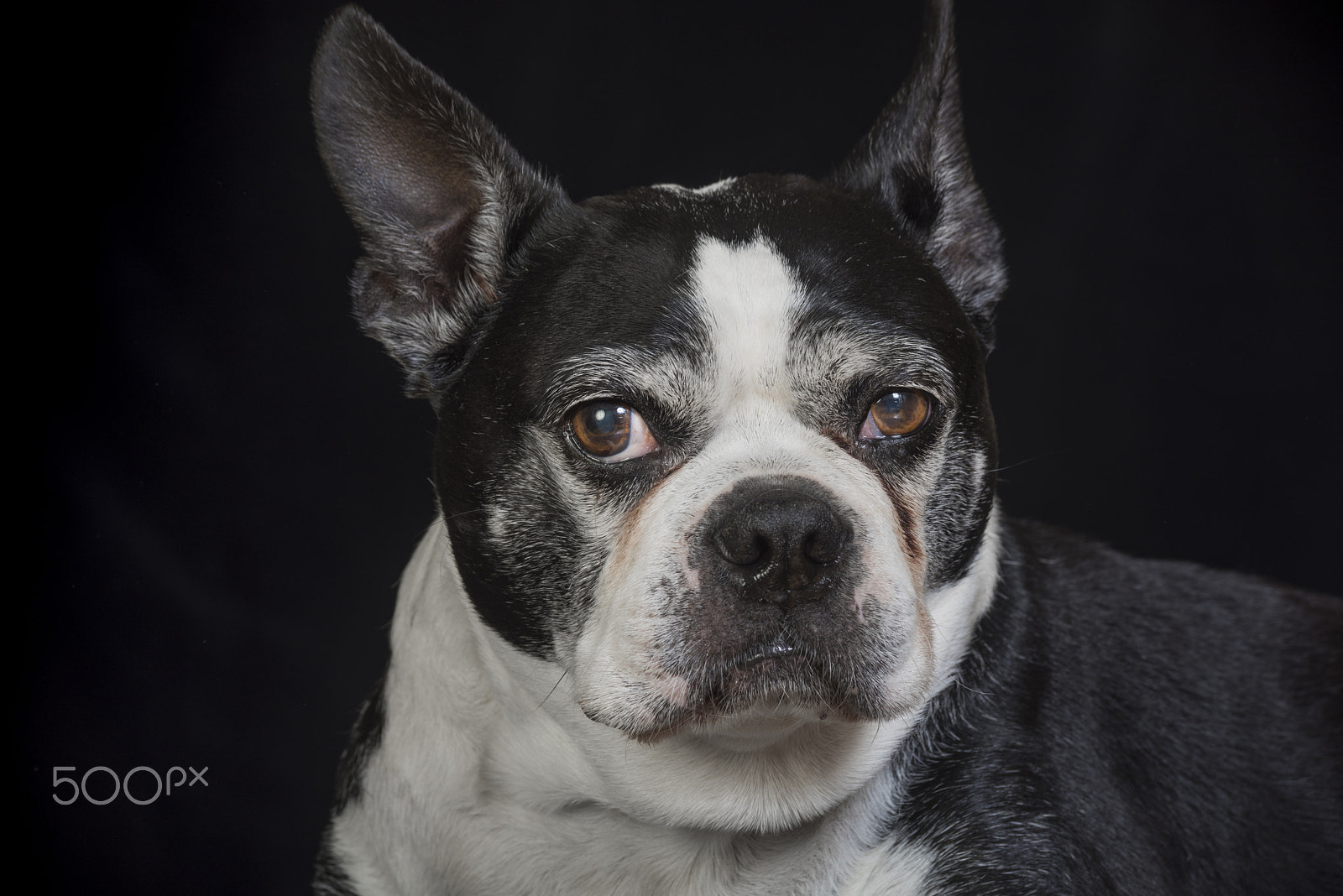 Nikon D810 sample photo. Old but cute boston terrier dog in the studio photography