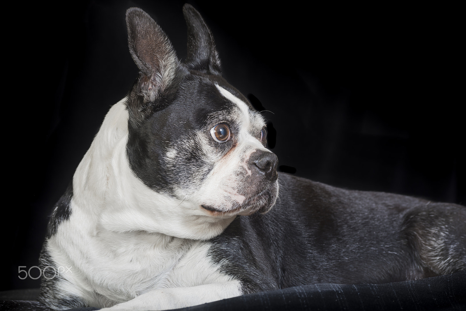 Nikon D810 sample photo. Old but cute boston terrier dog in the studio photography