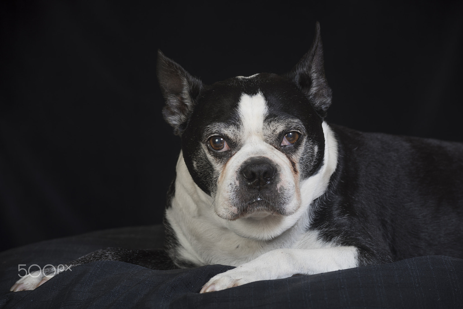 Nikon D810 + Tamron SP 70-300mm F4-5.6 Di VC USD sample photo. Old but cute boston terrier dog in the studio photography